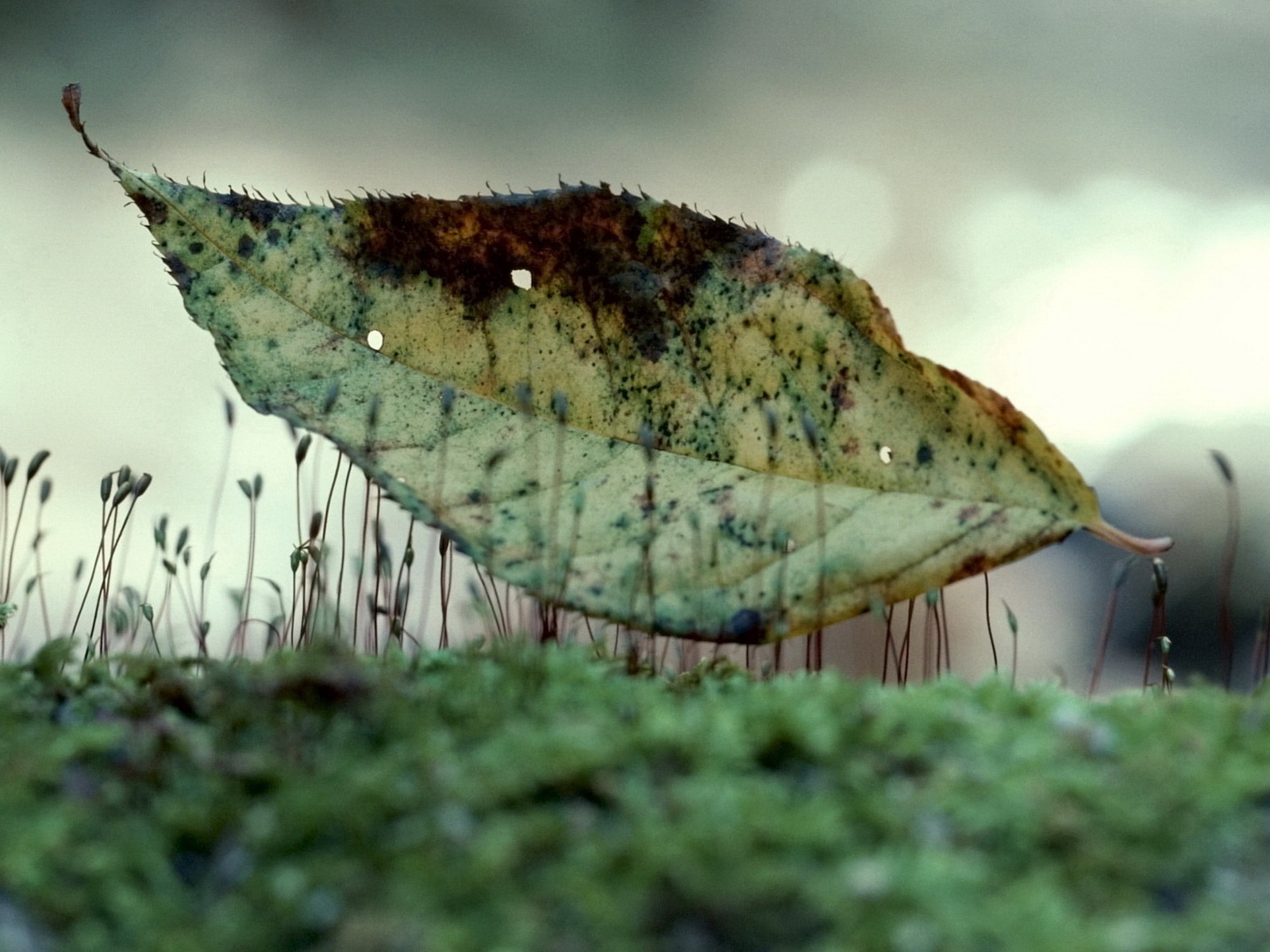 Лист на траве