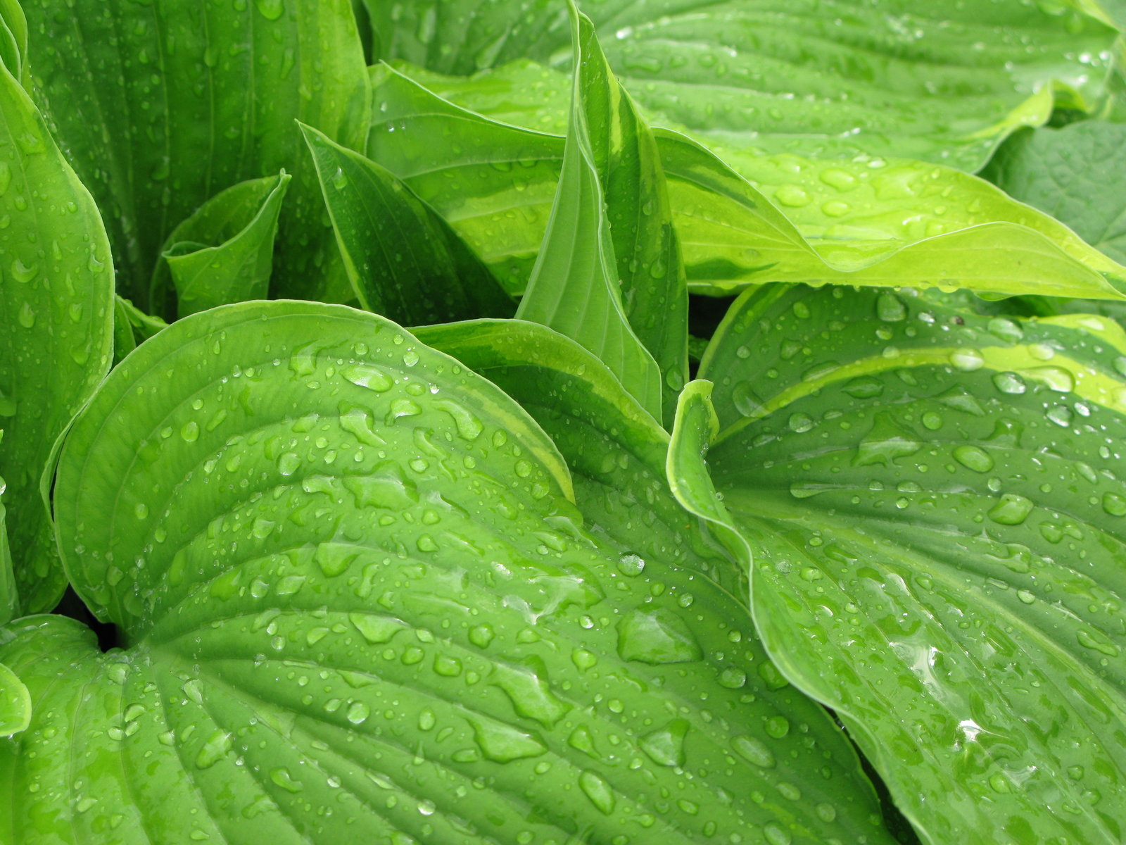 Листья после дождя