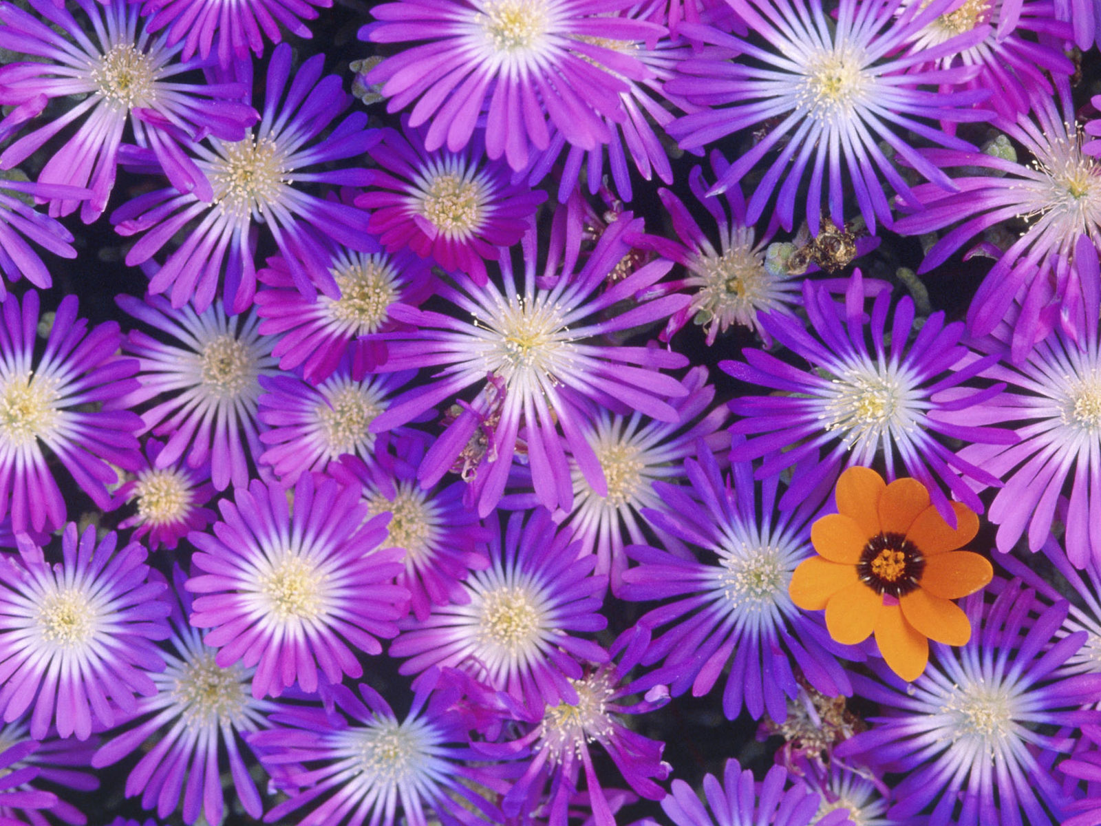 Букет красивых цветов