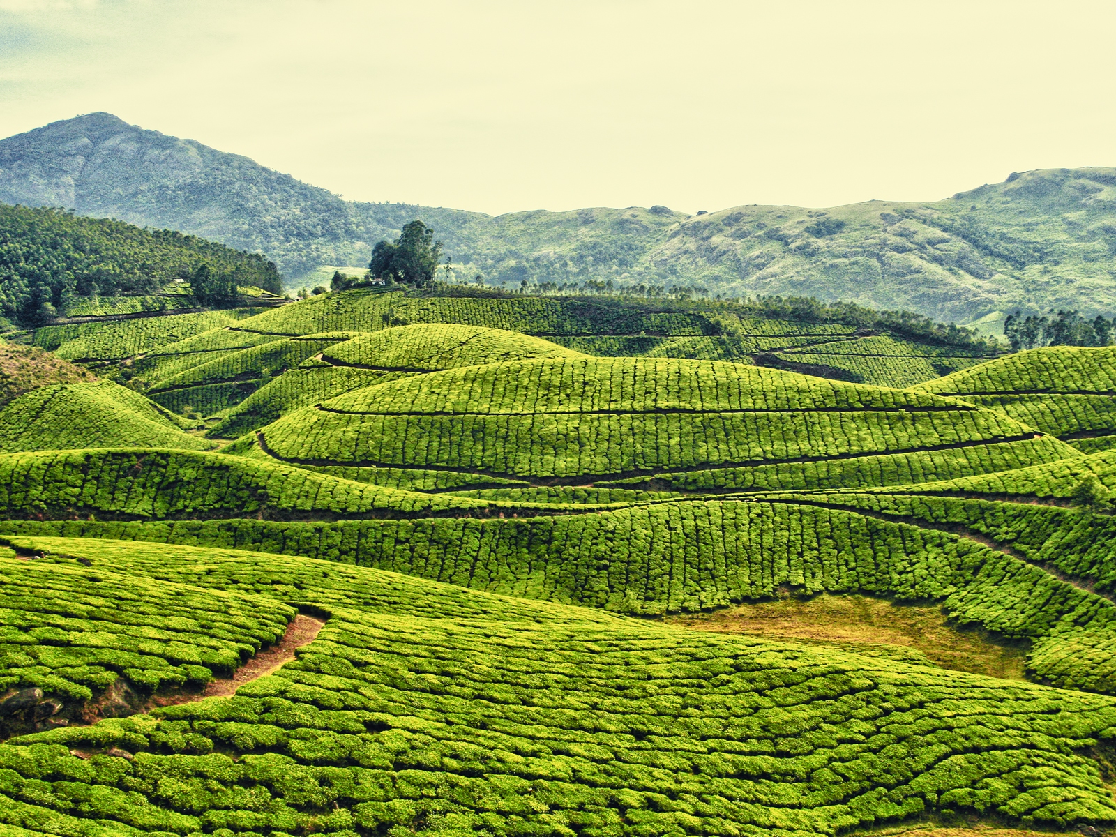 Плантации в Индии