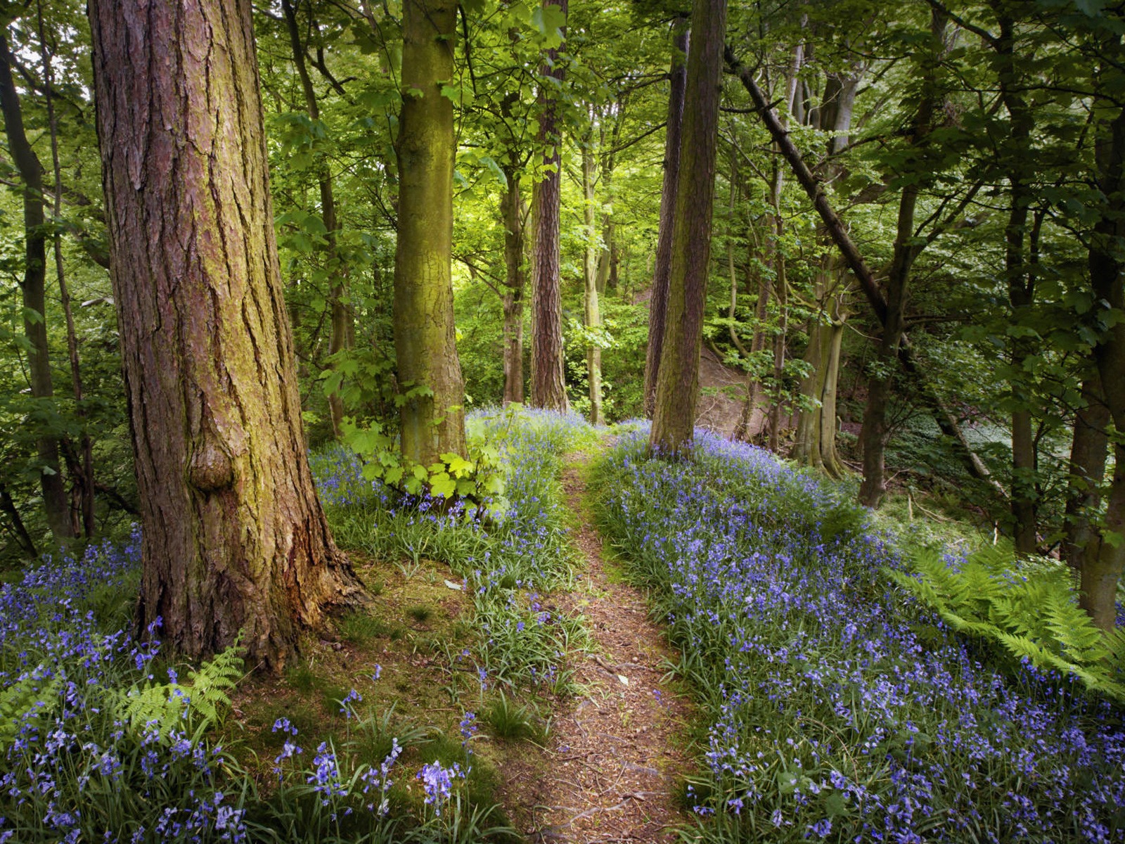 Лес в Подмосковье