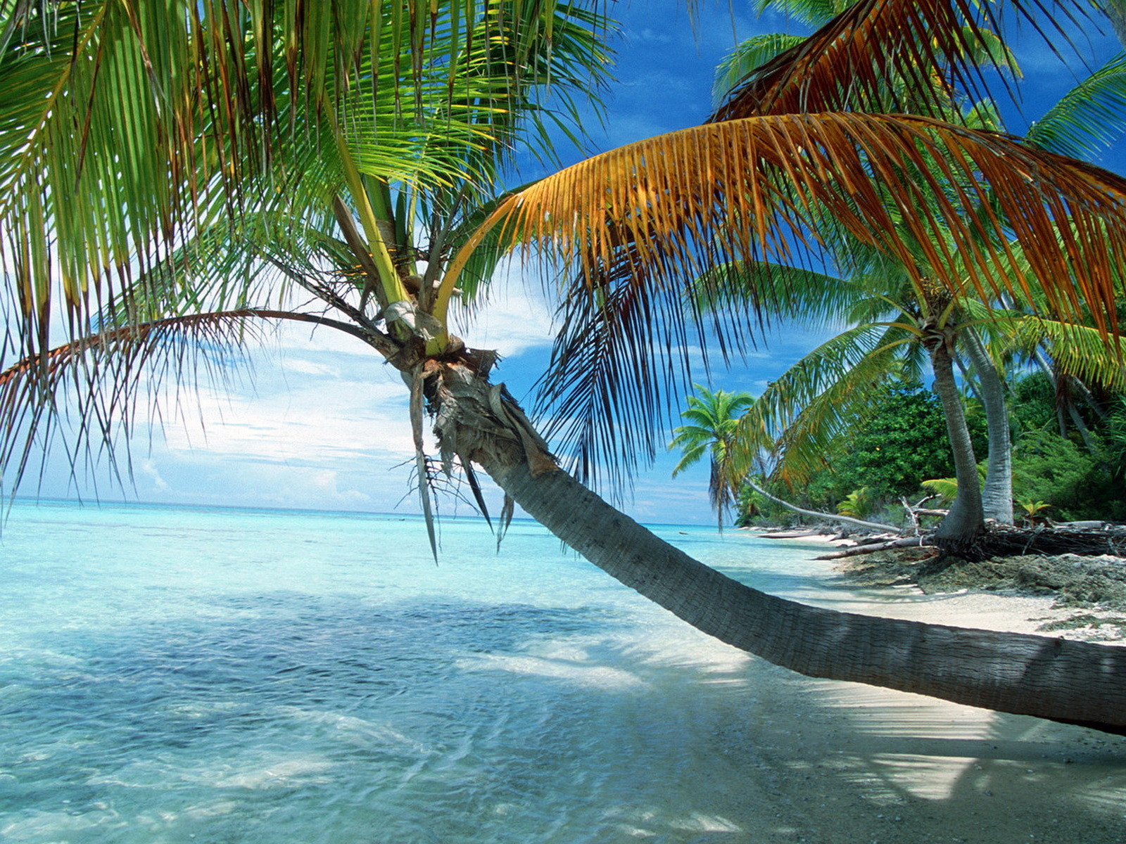 Французская Полинезия, раскинувшаяся пальма