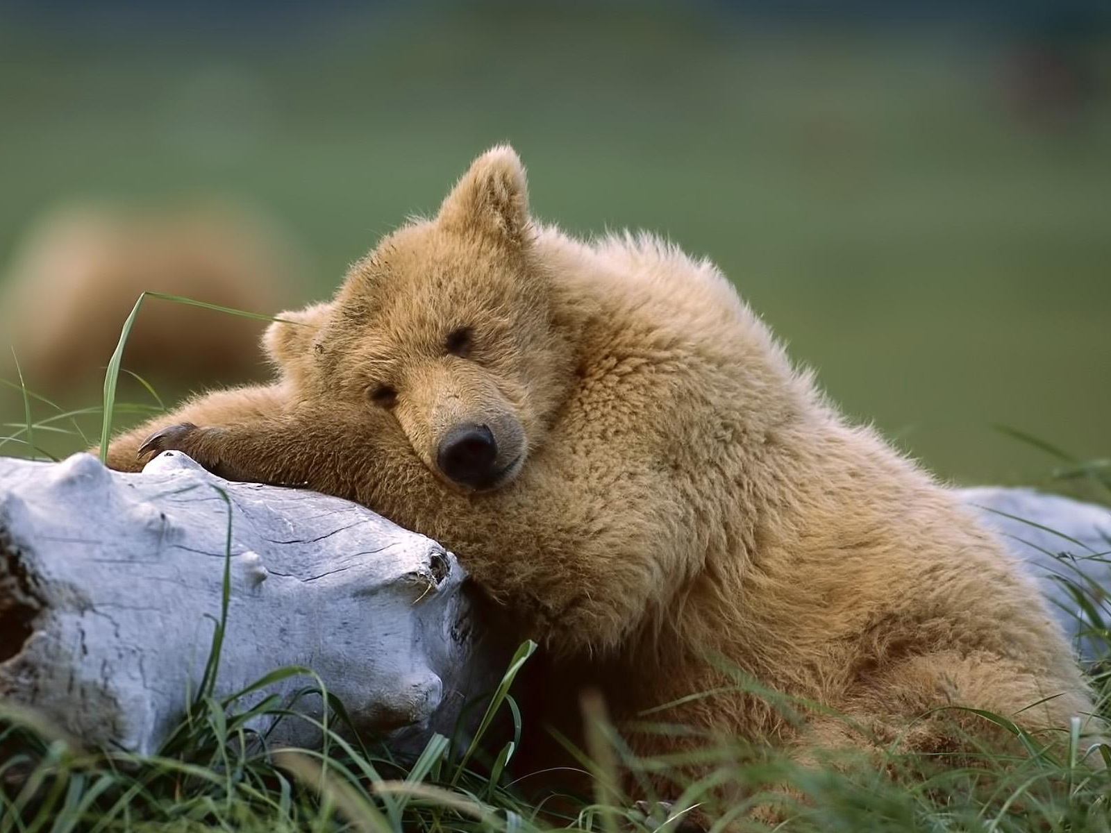 Медведь около ствола