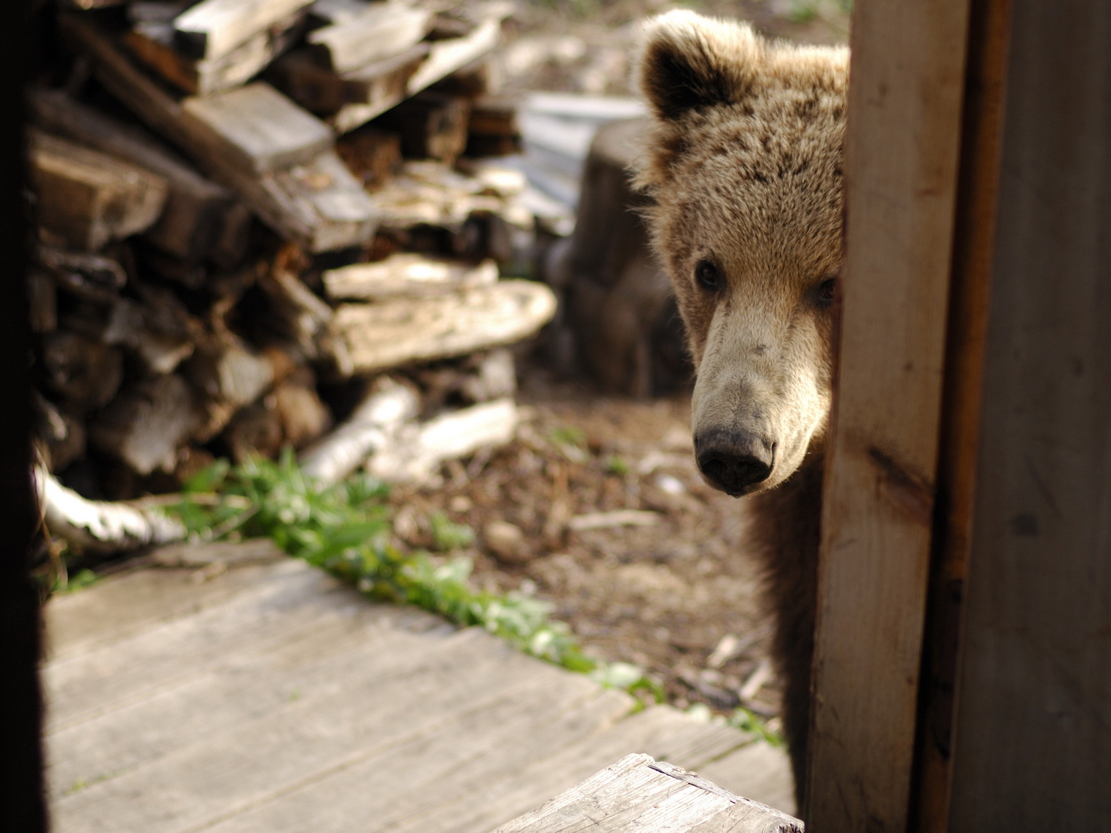 Медведь за дверью