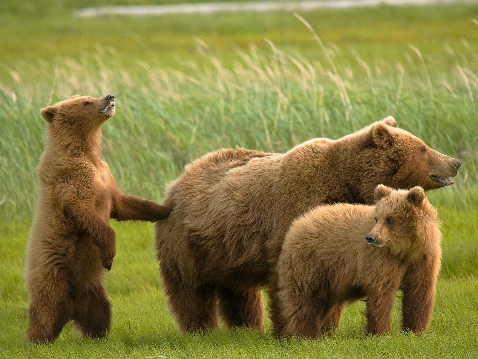 Медведь и медвежата