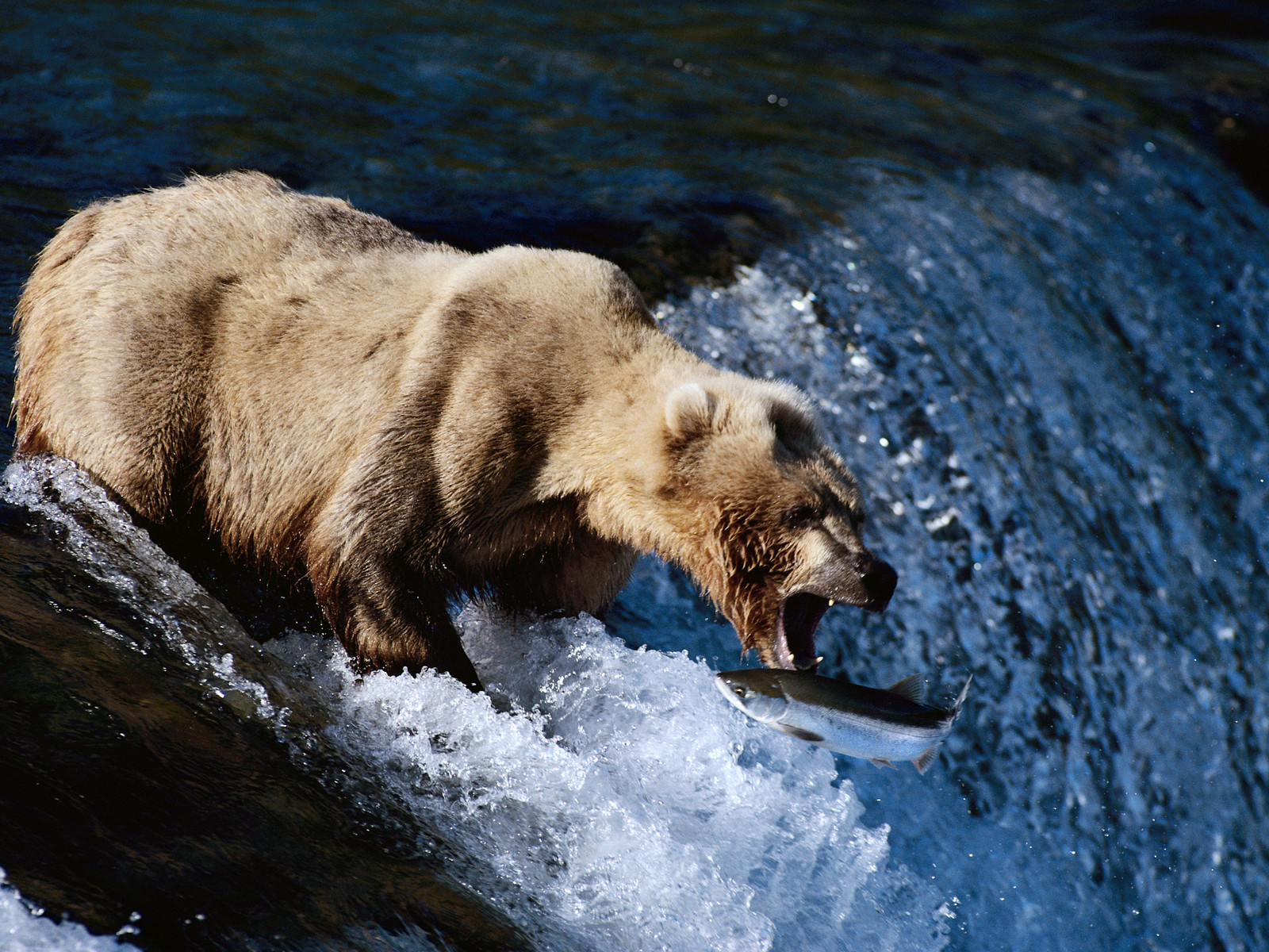 Медведь на рыбалке