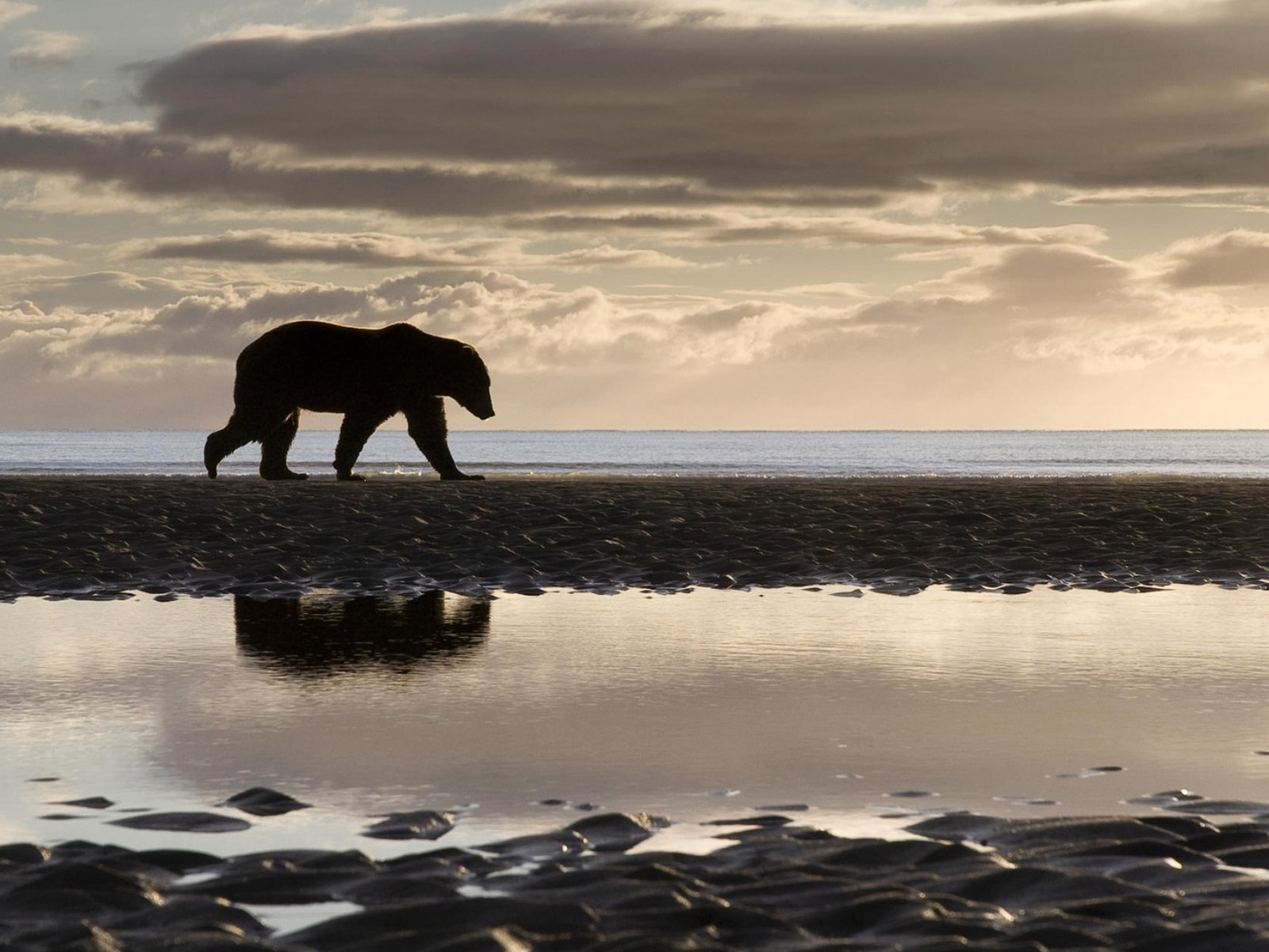 Медведь на берегу