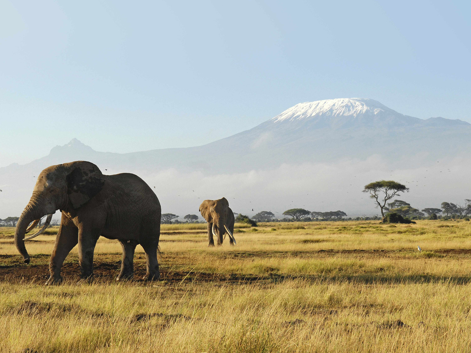 Слоны гуляют