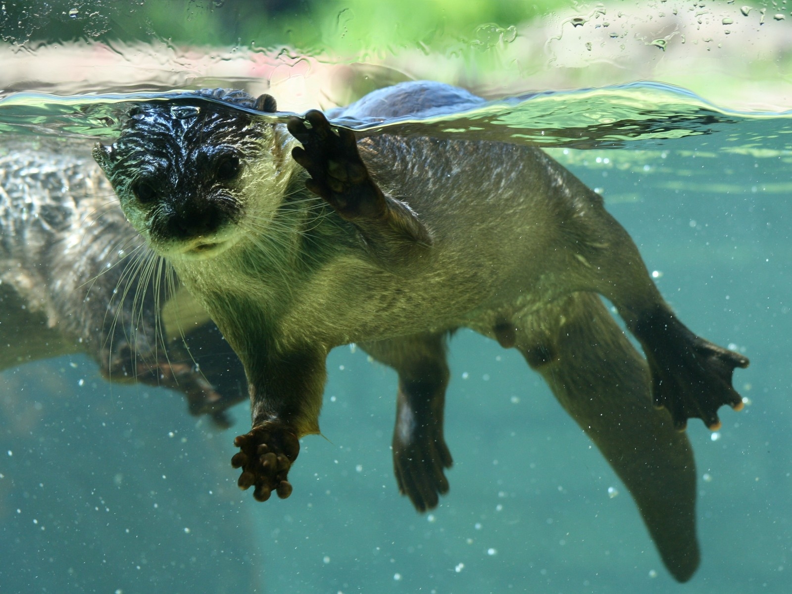 Плавающие выдры