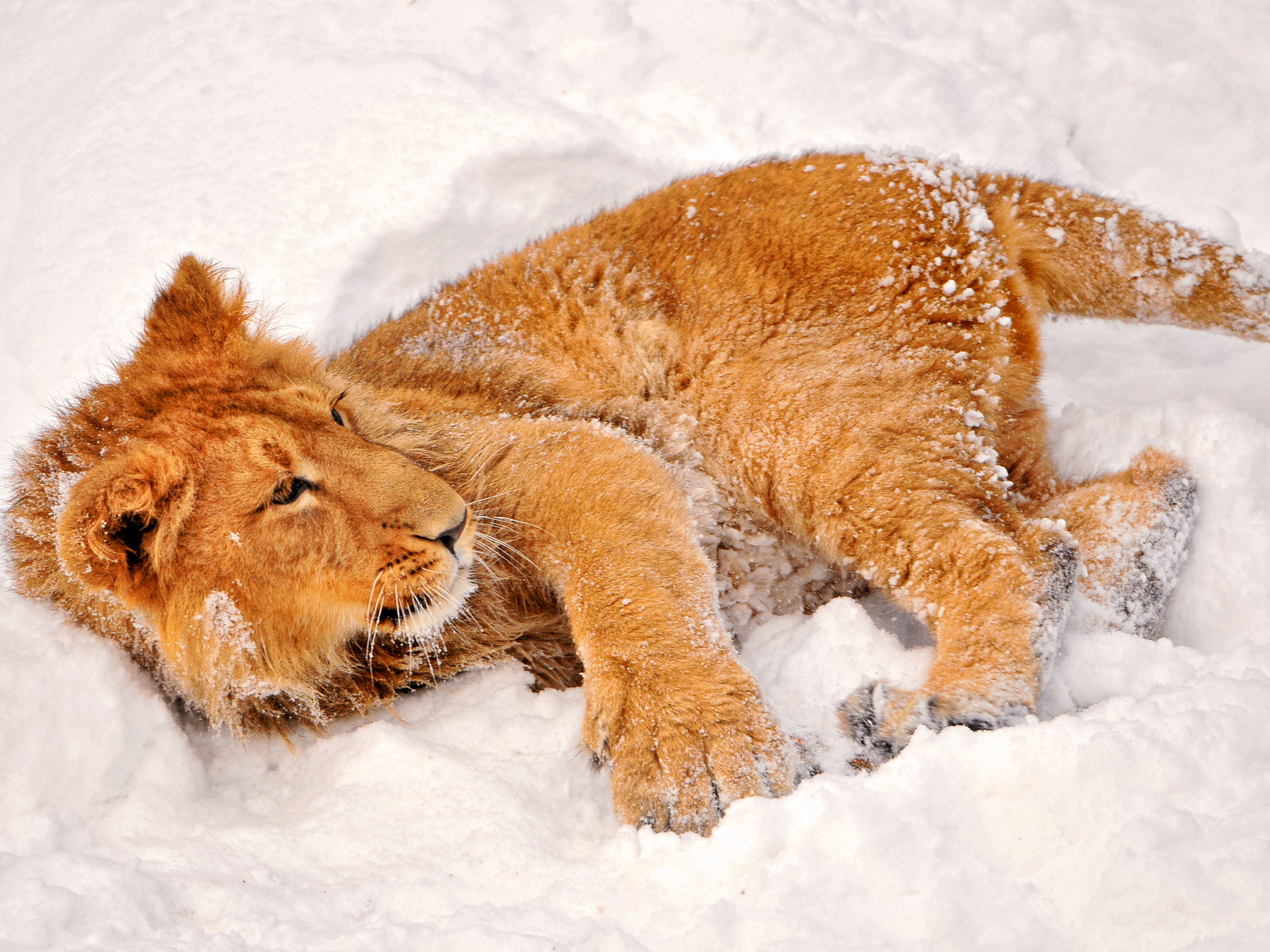 Львенок в снегу