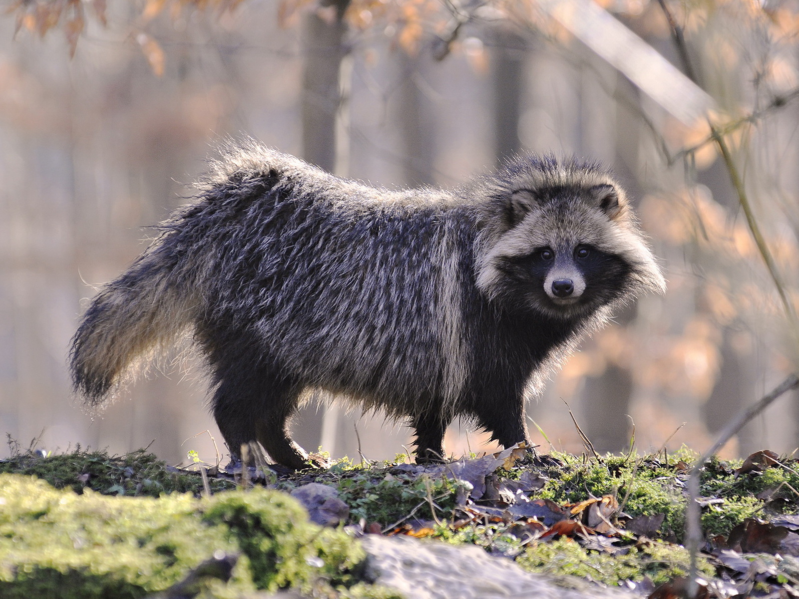 Одинокий енот