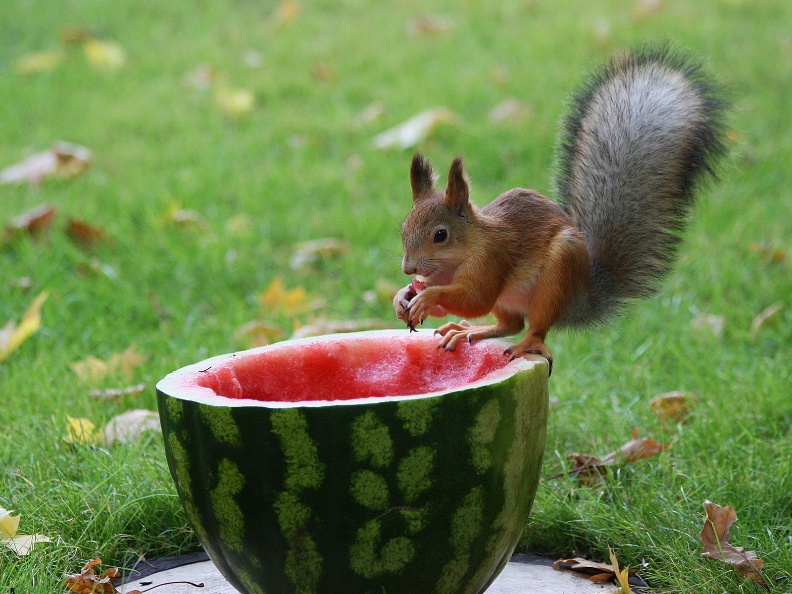 Белка и арбуз