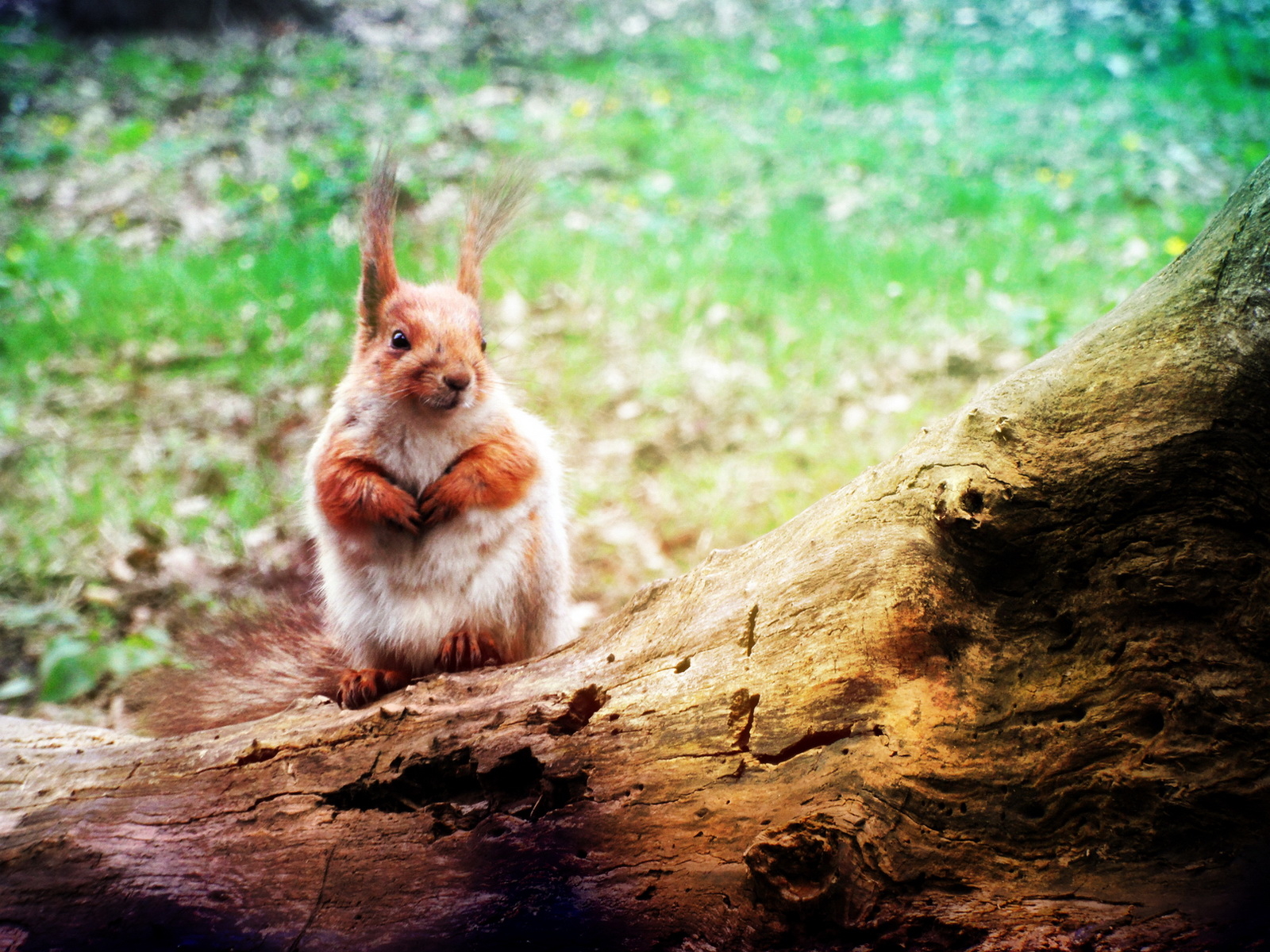 Белка на стволе