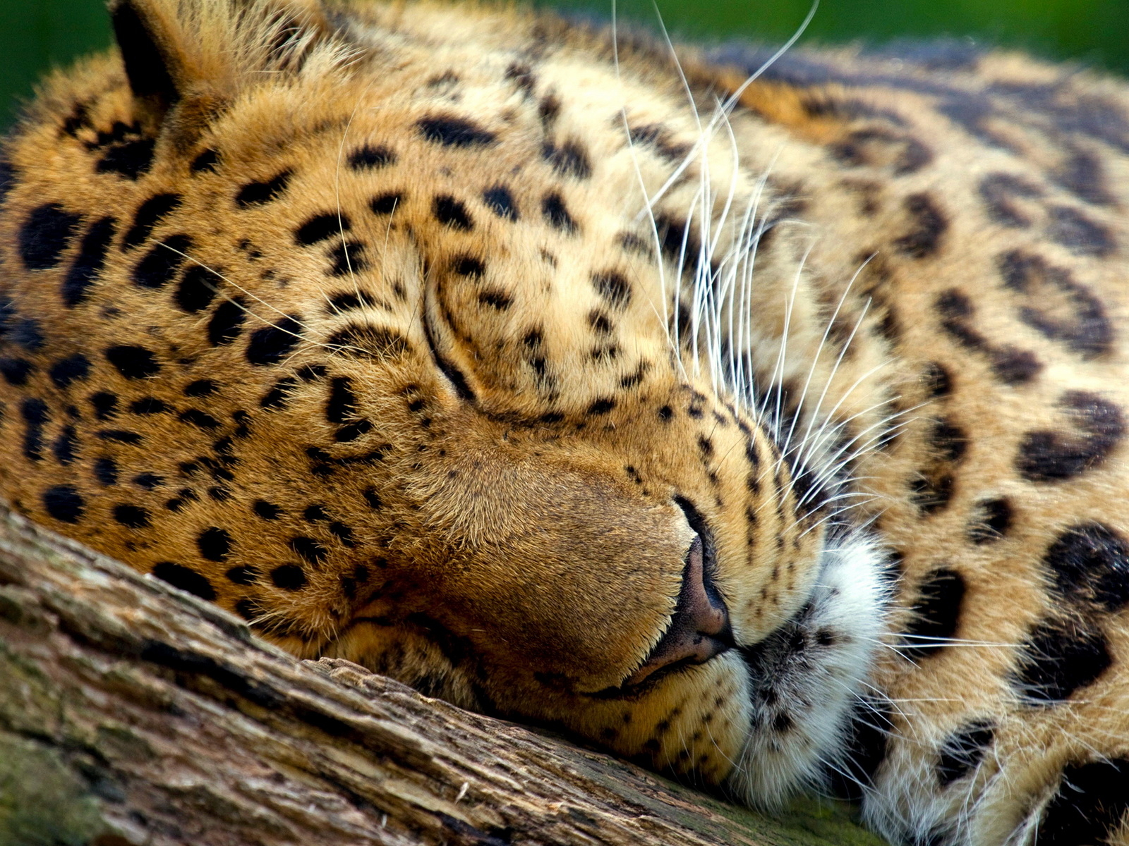 Спящий леопард