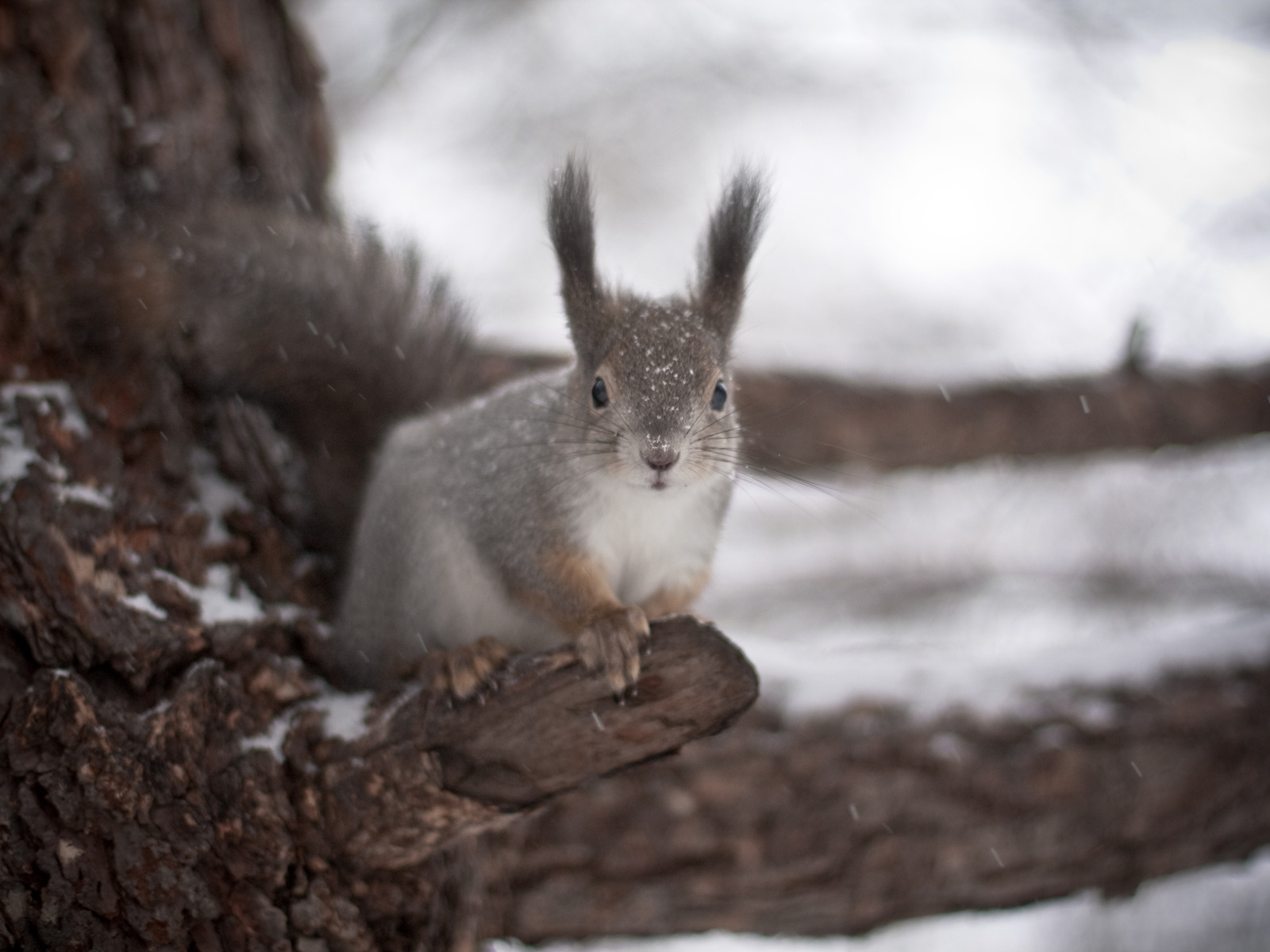 Белка на дереве