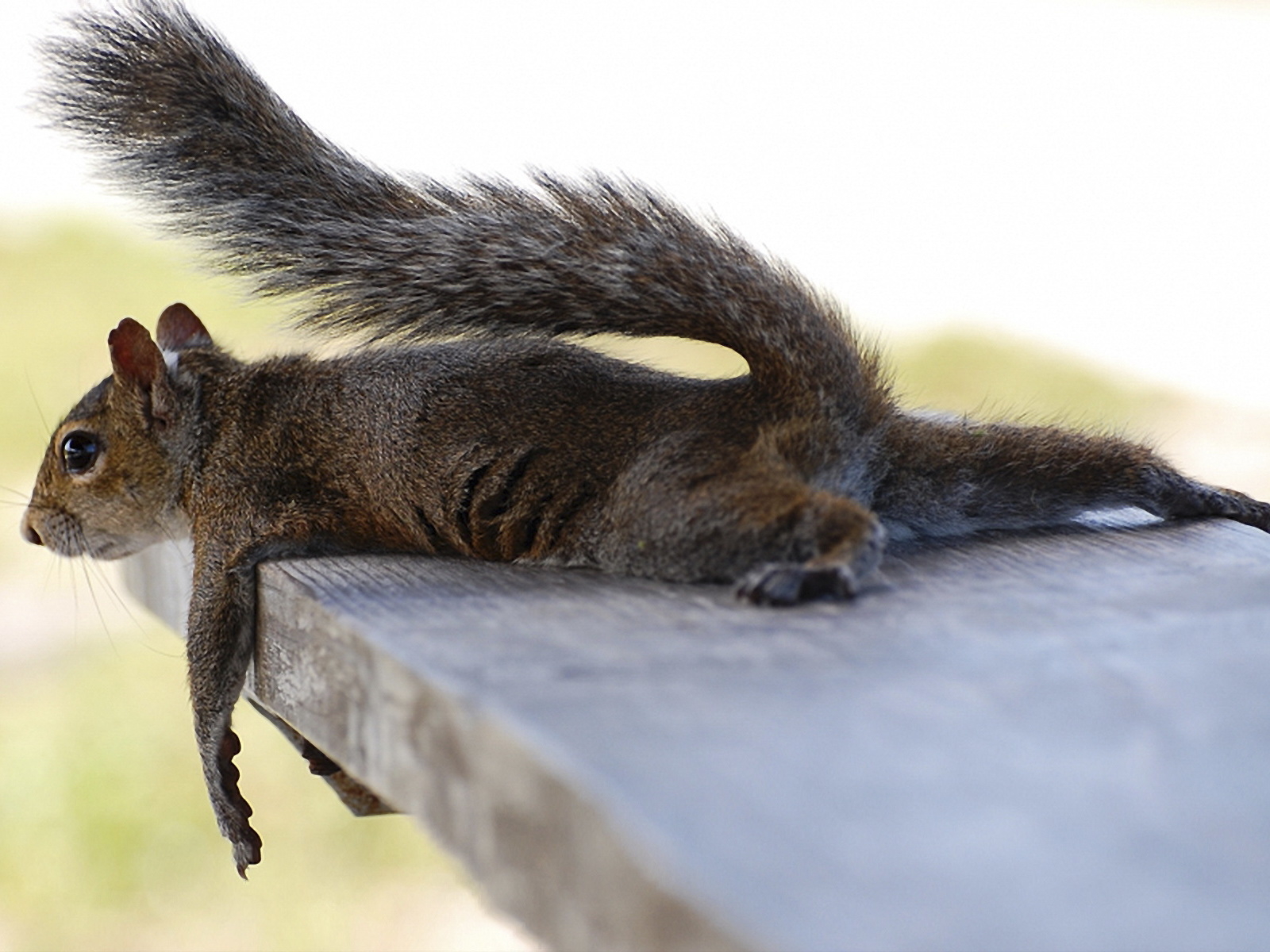 Белка на лавочке