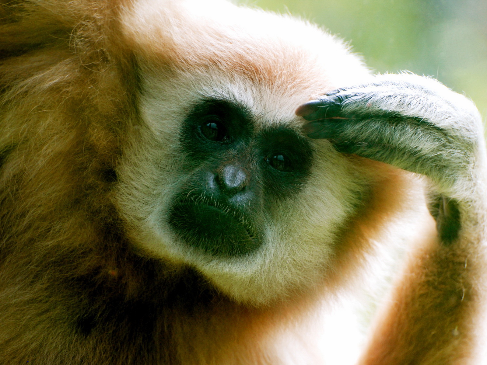 Думающий примат