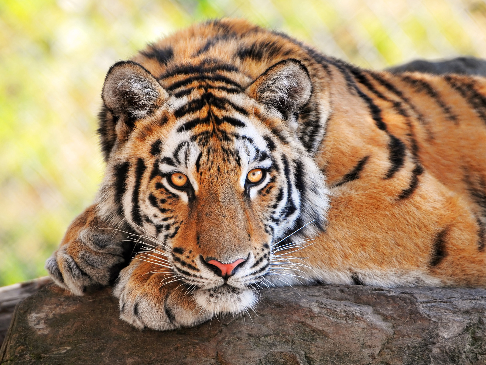 Тигриный взгляд