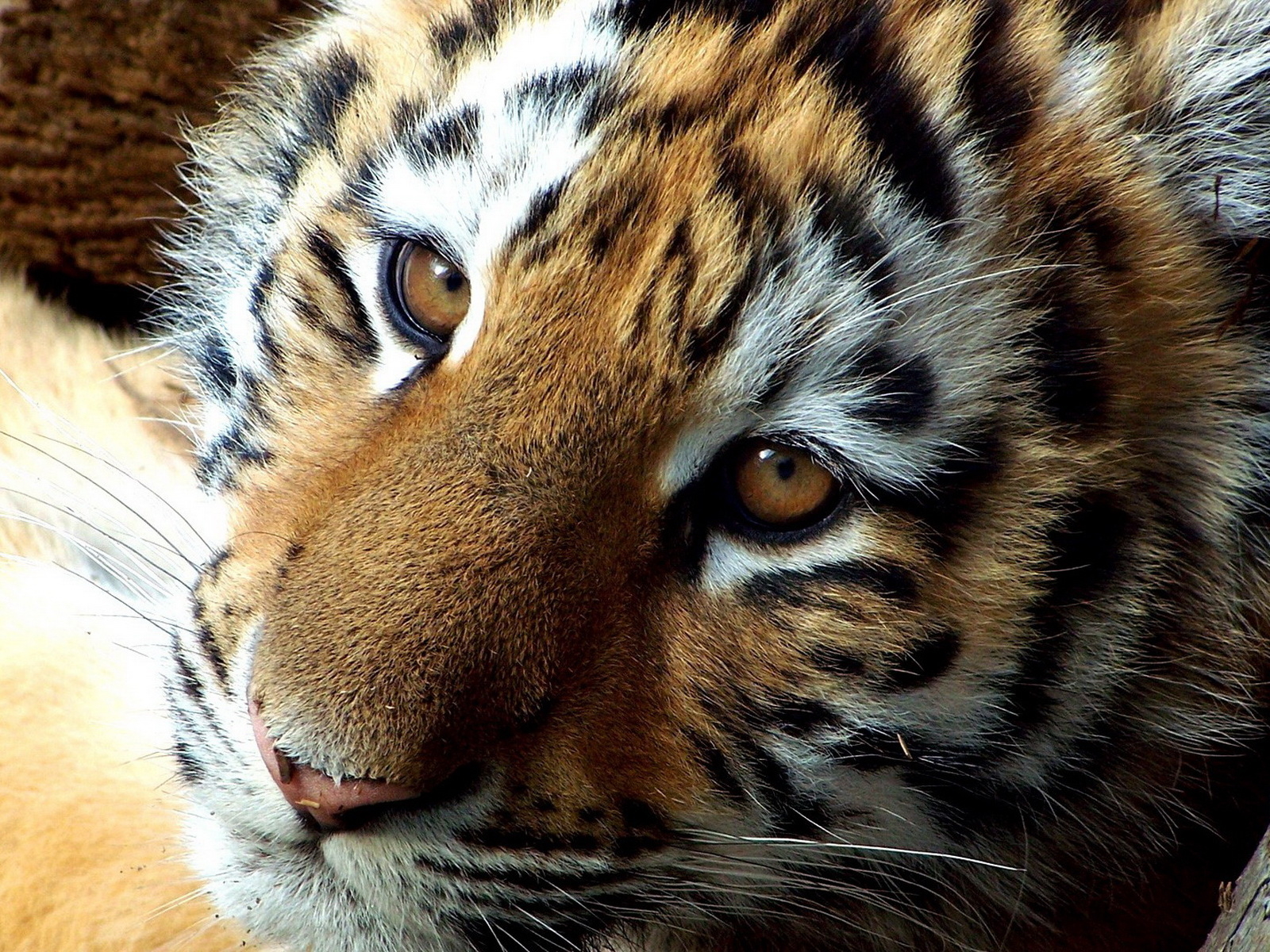 мордашка Тигренка