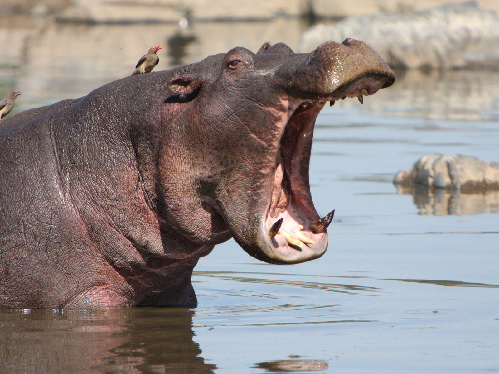 Зевающий бегемот