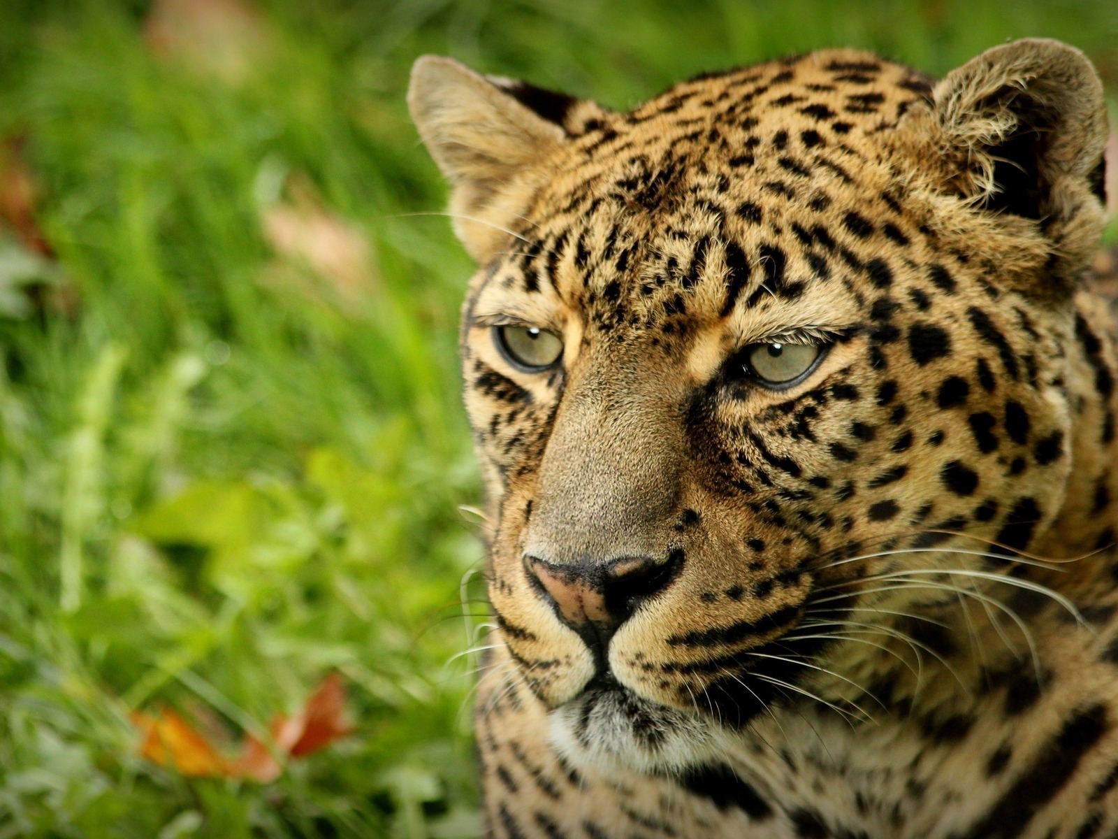 Взгляд леопарда