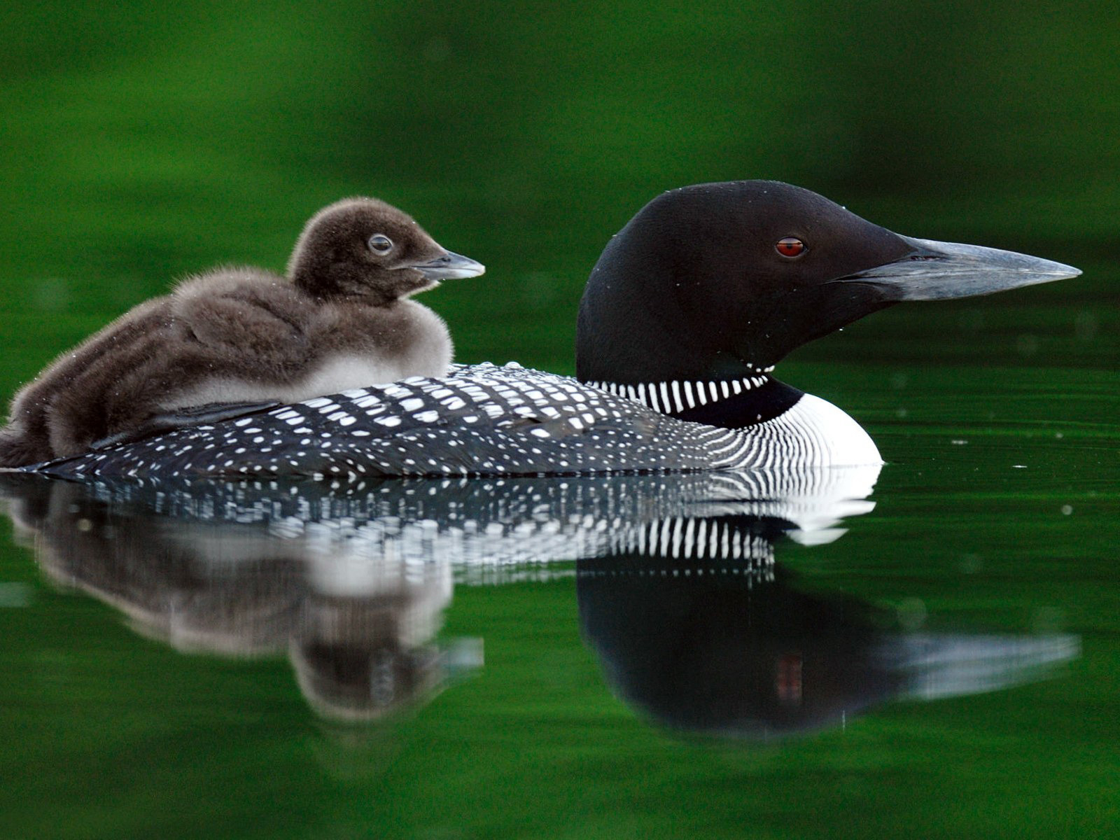 Птичка и птенец