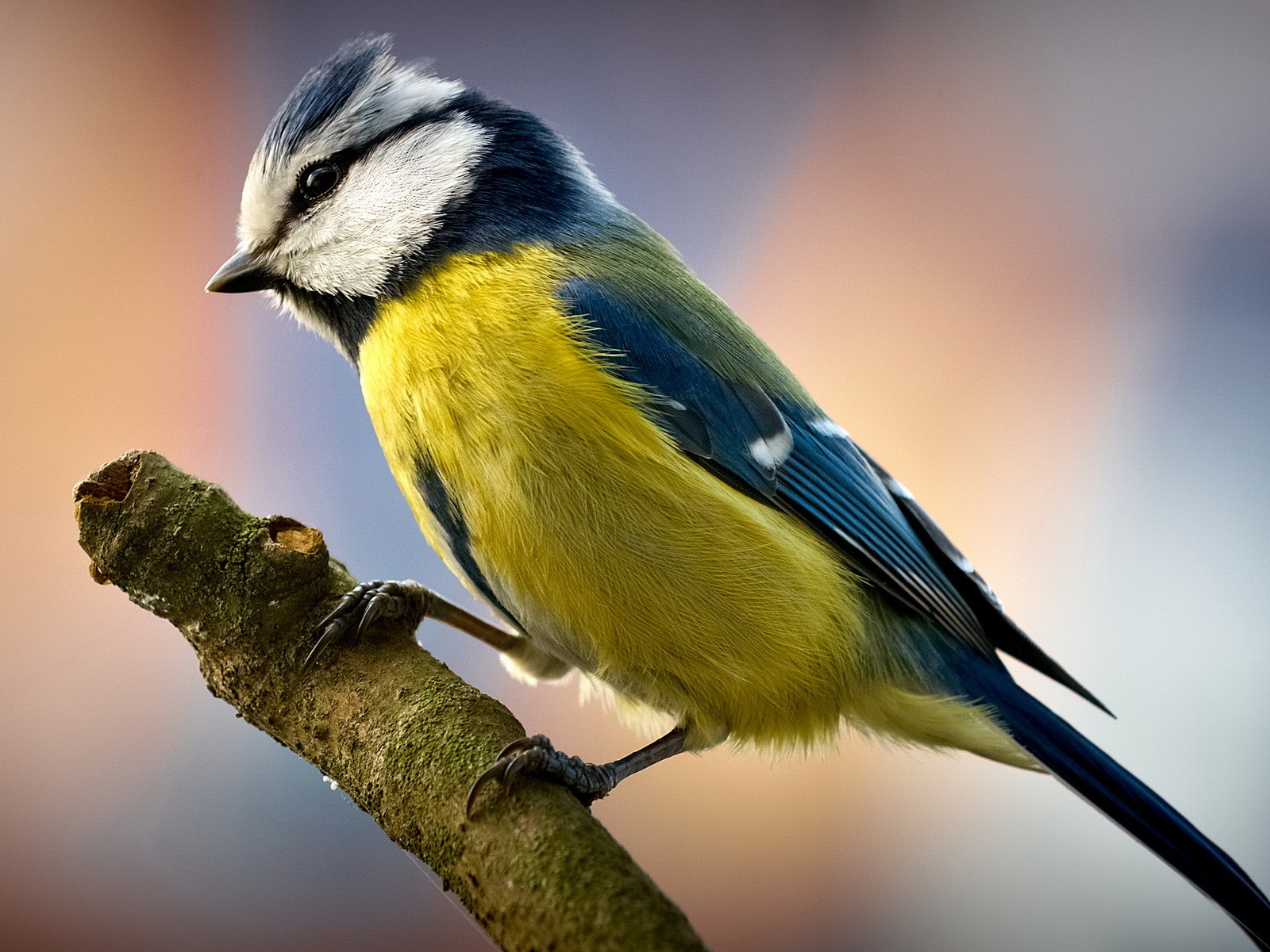 Птичка на ветке