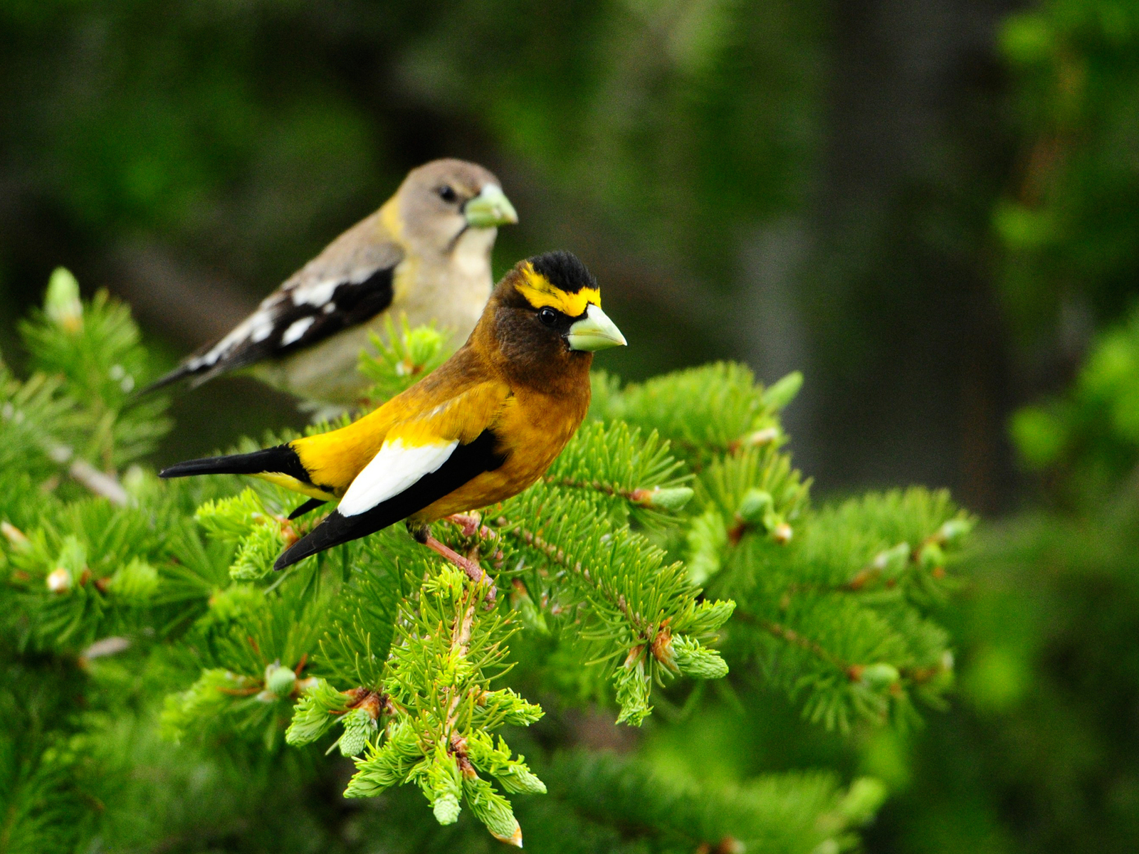 Птички на дереве