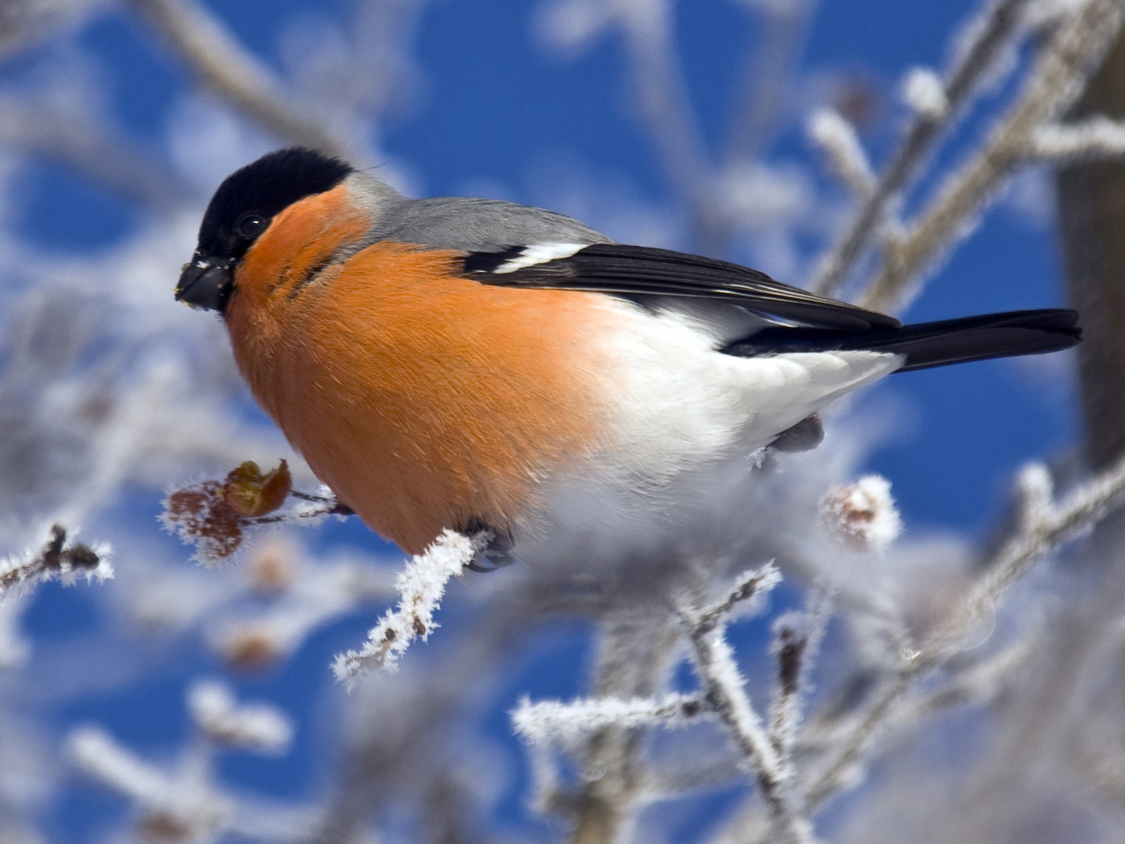 Снегирь на ветке