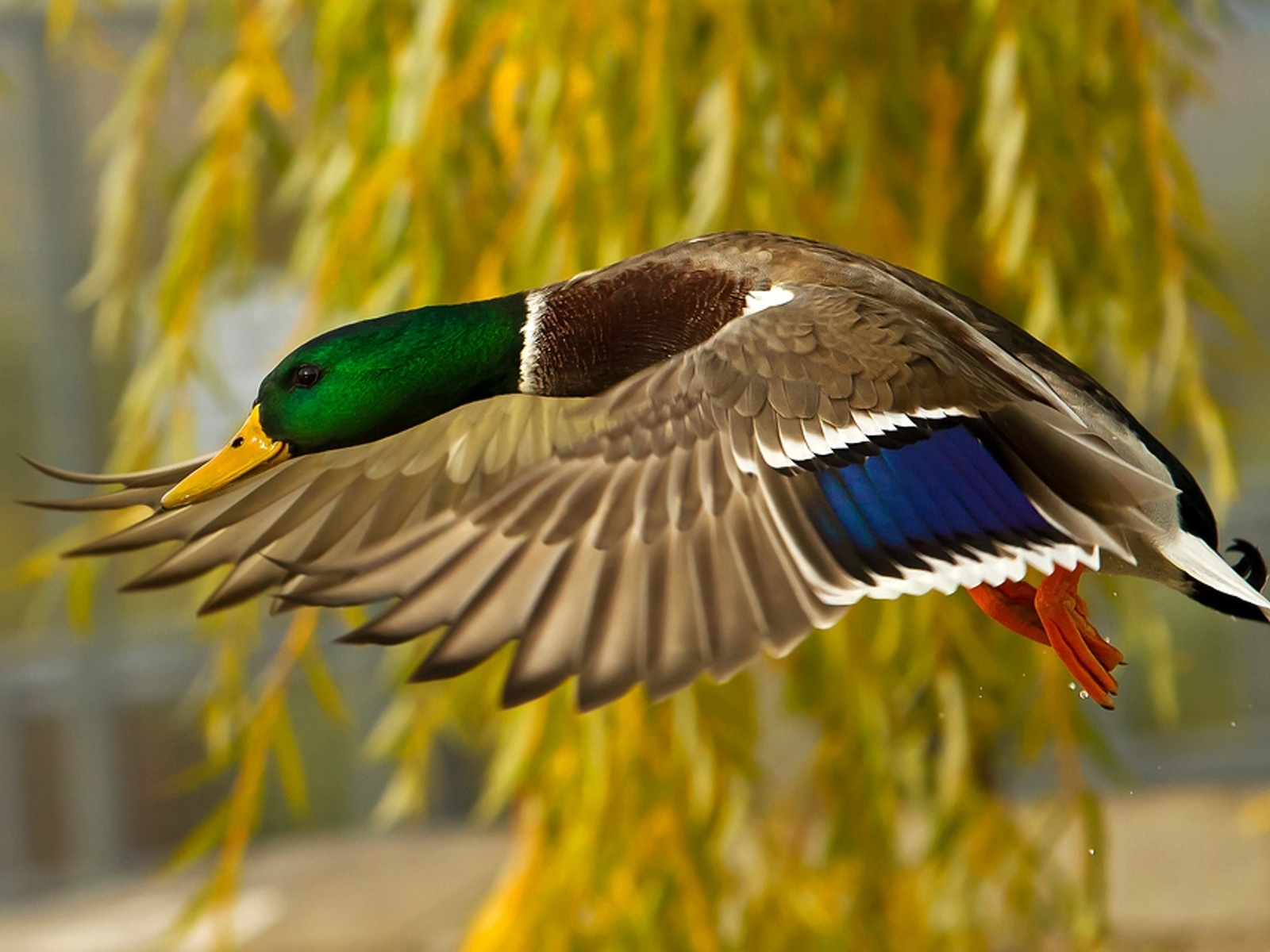 Утка в полете