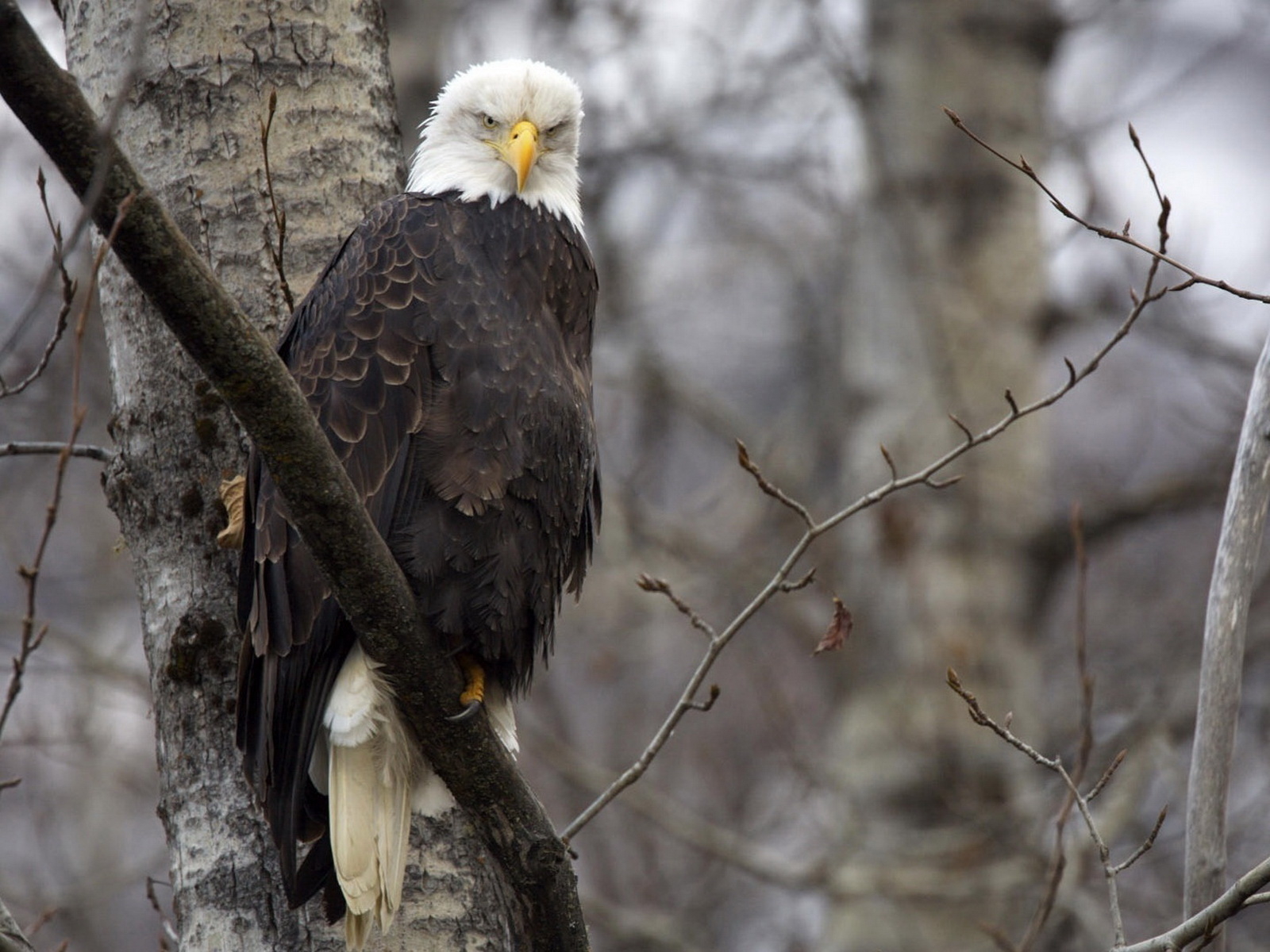 Орел на ветке