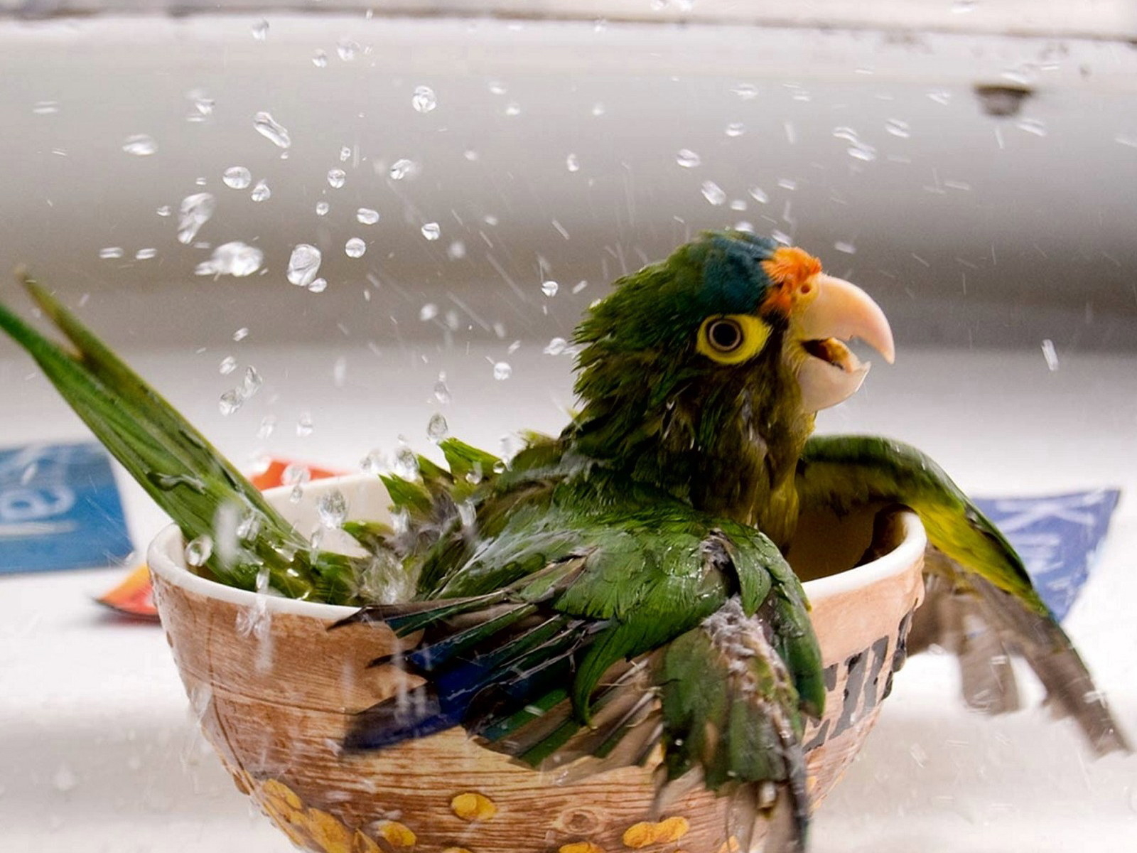 Купающийся попугай
