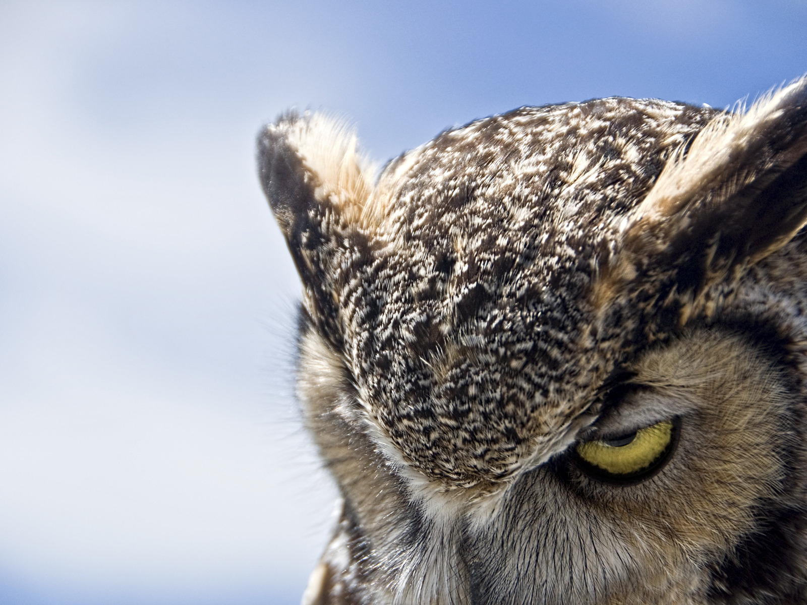Great horned owl