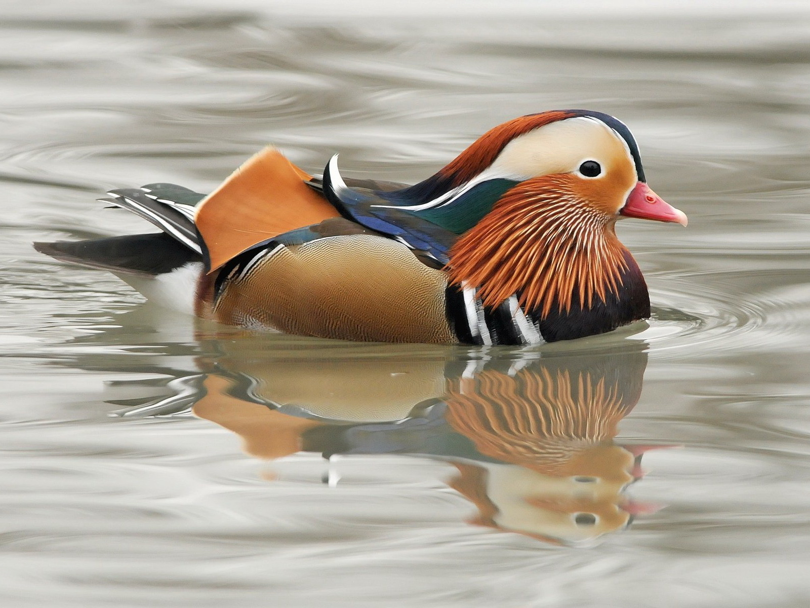 Мандаринка