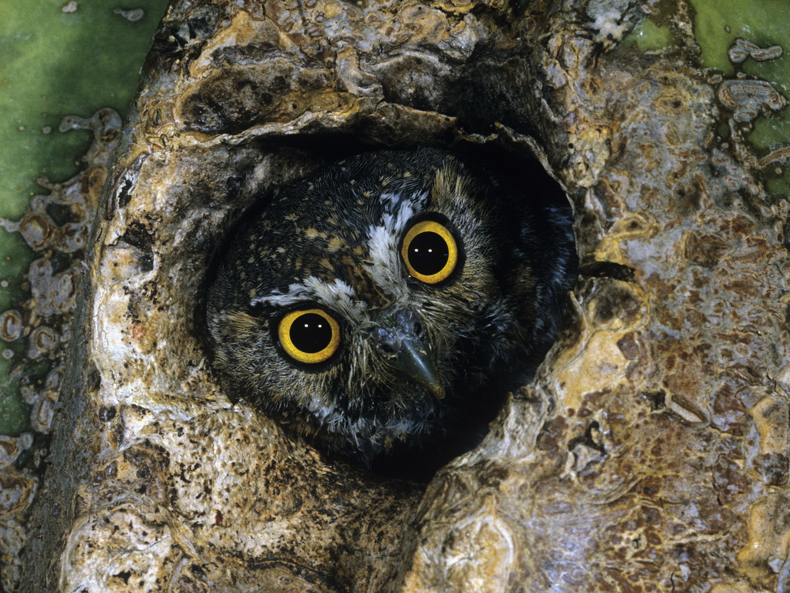 Сова в дупле