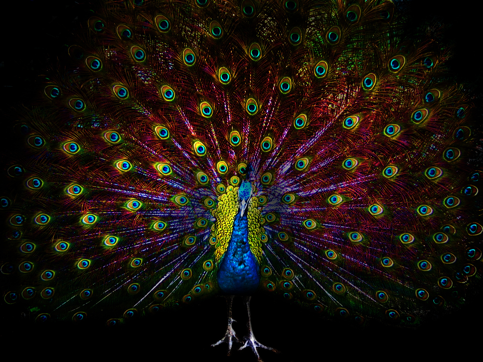 Павлин с ярким хвостом