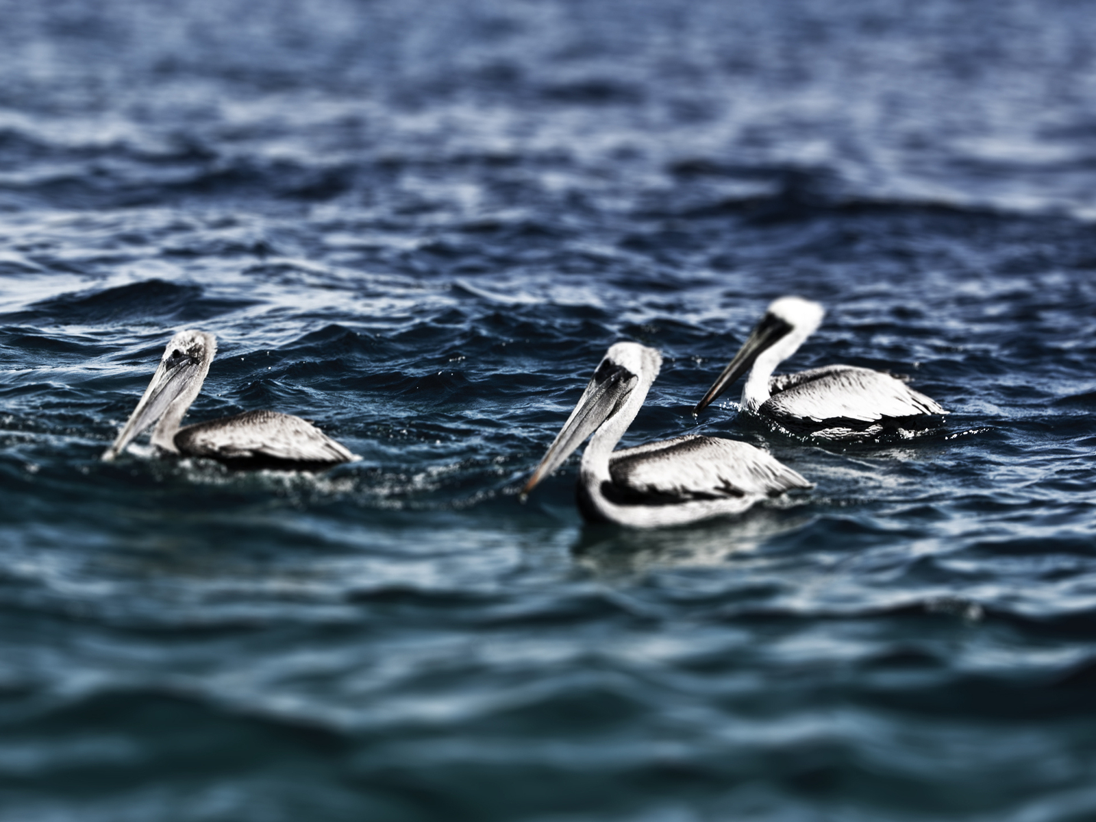 Пеликаны на воде