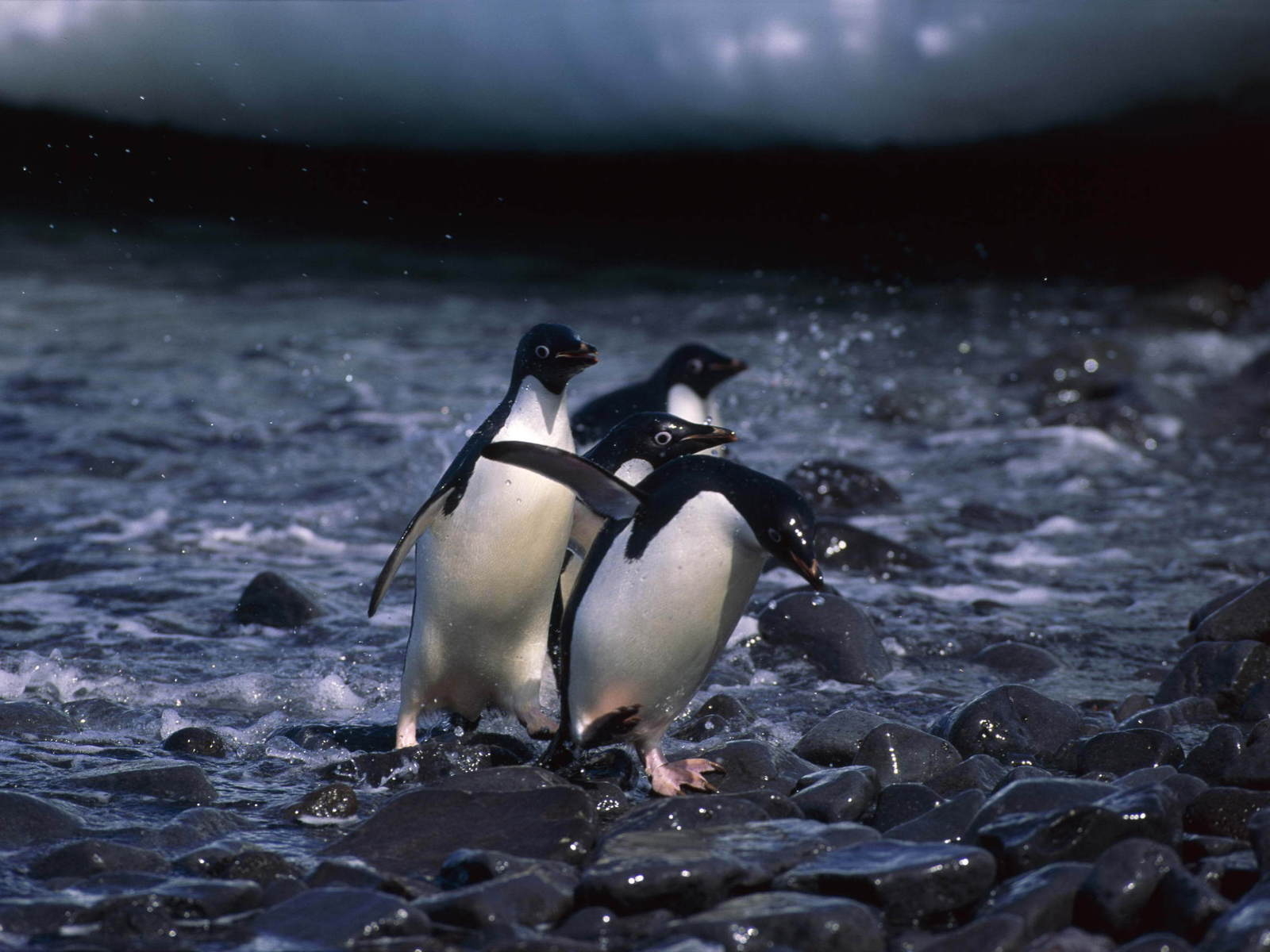 Пингвины на камнях
