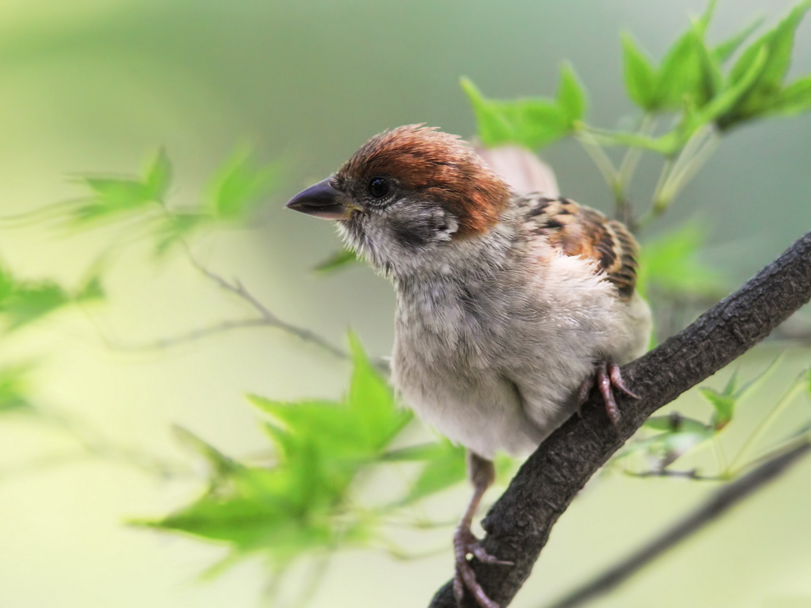 Воробей на веточке