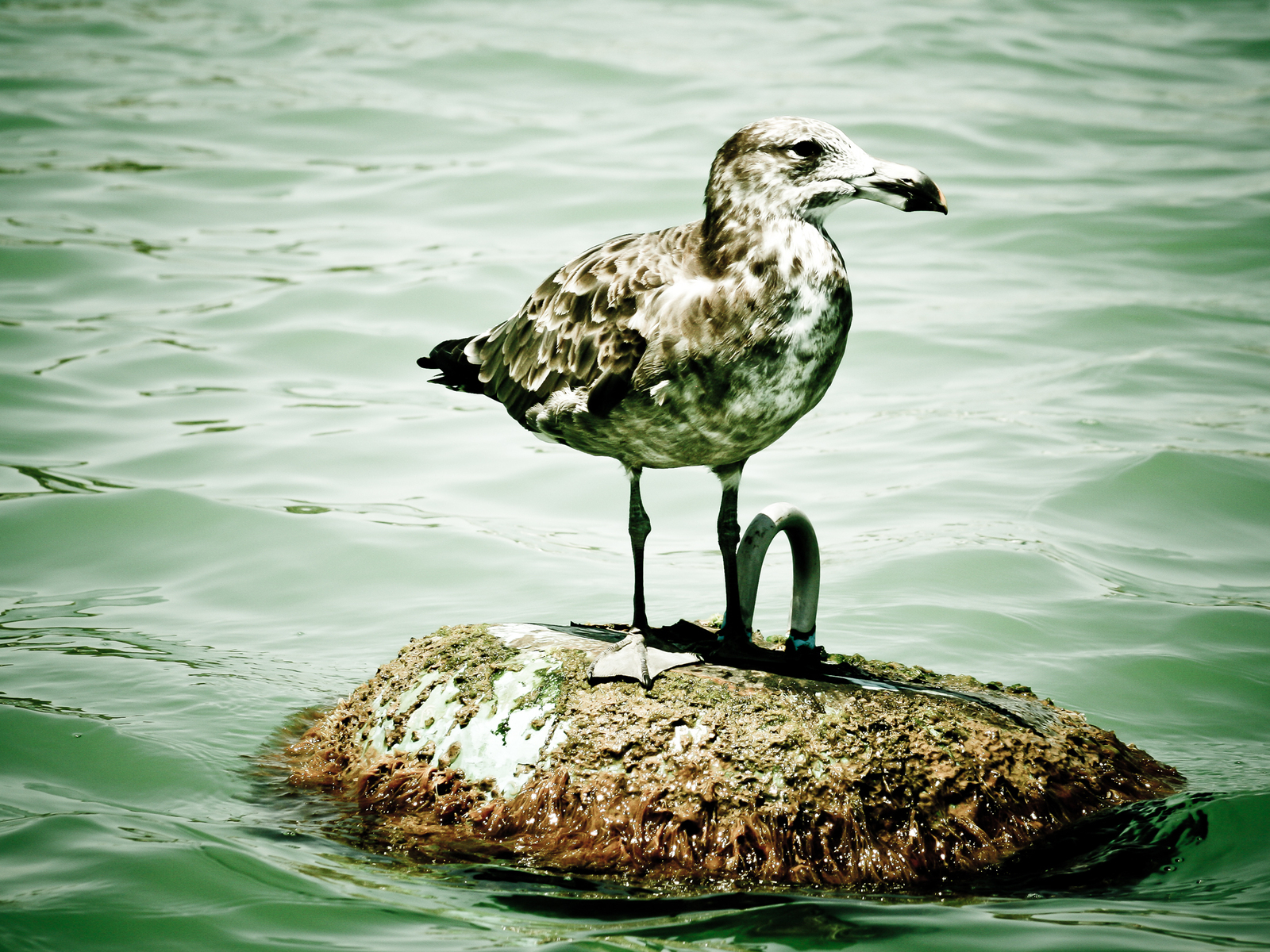 Пятнистая чайка