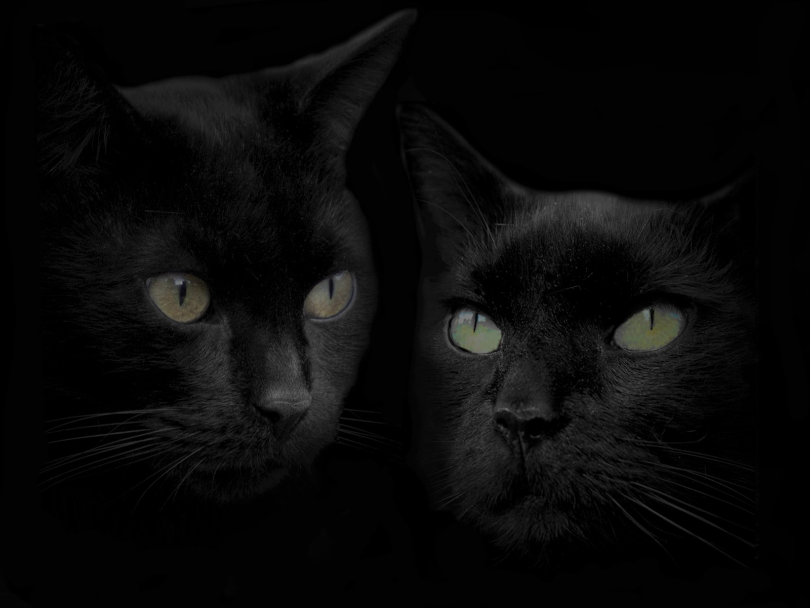 Черные кошка и кот