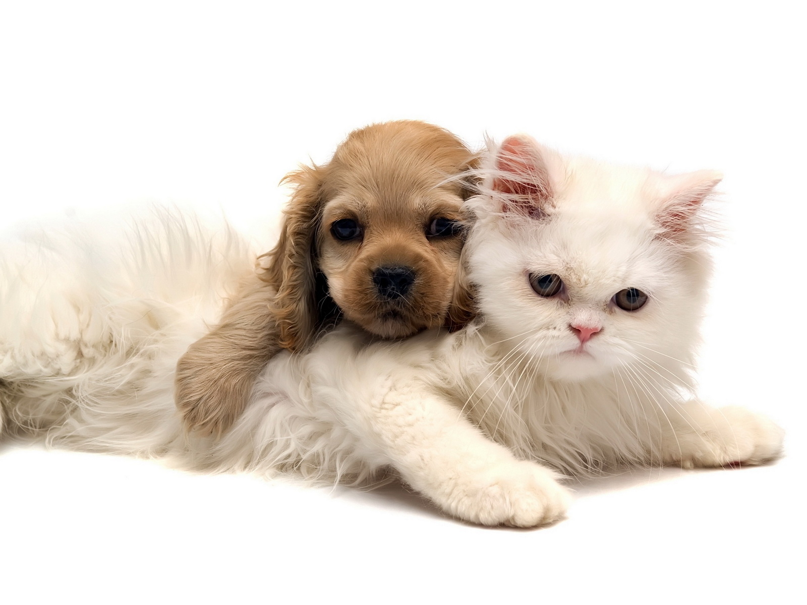 Кошка и щенок