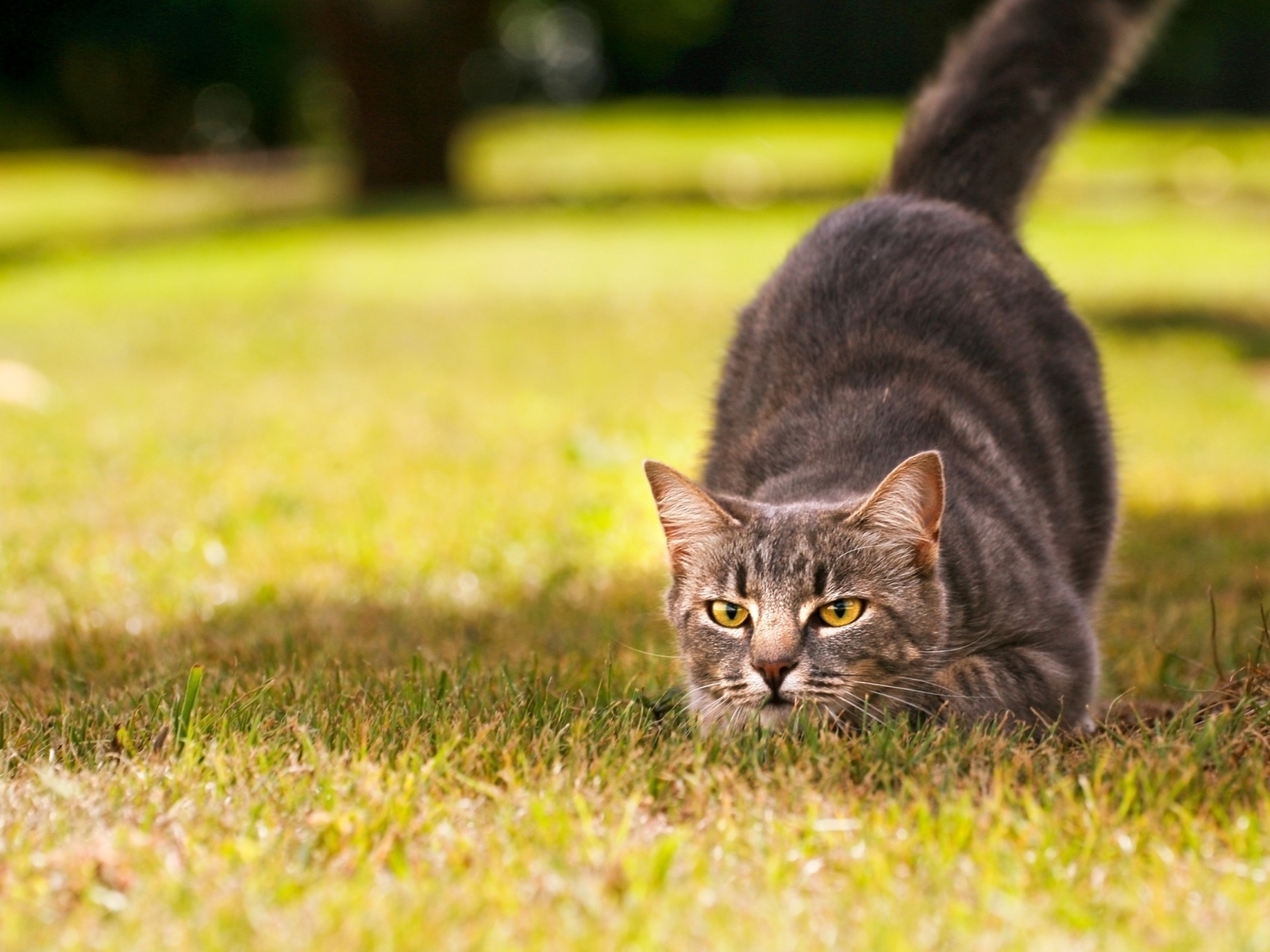 Кот на охоте