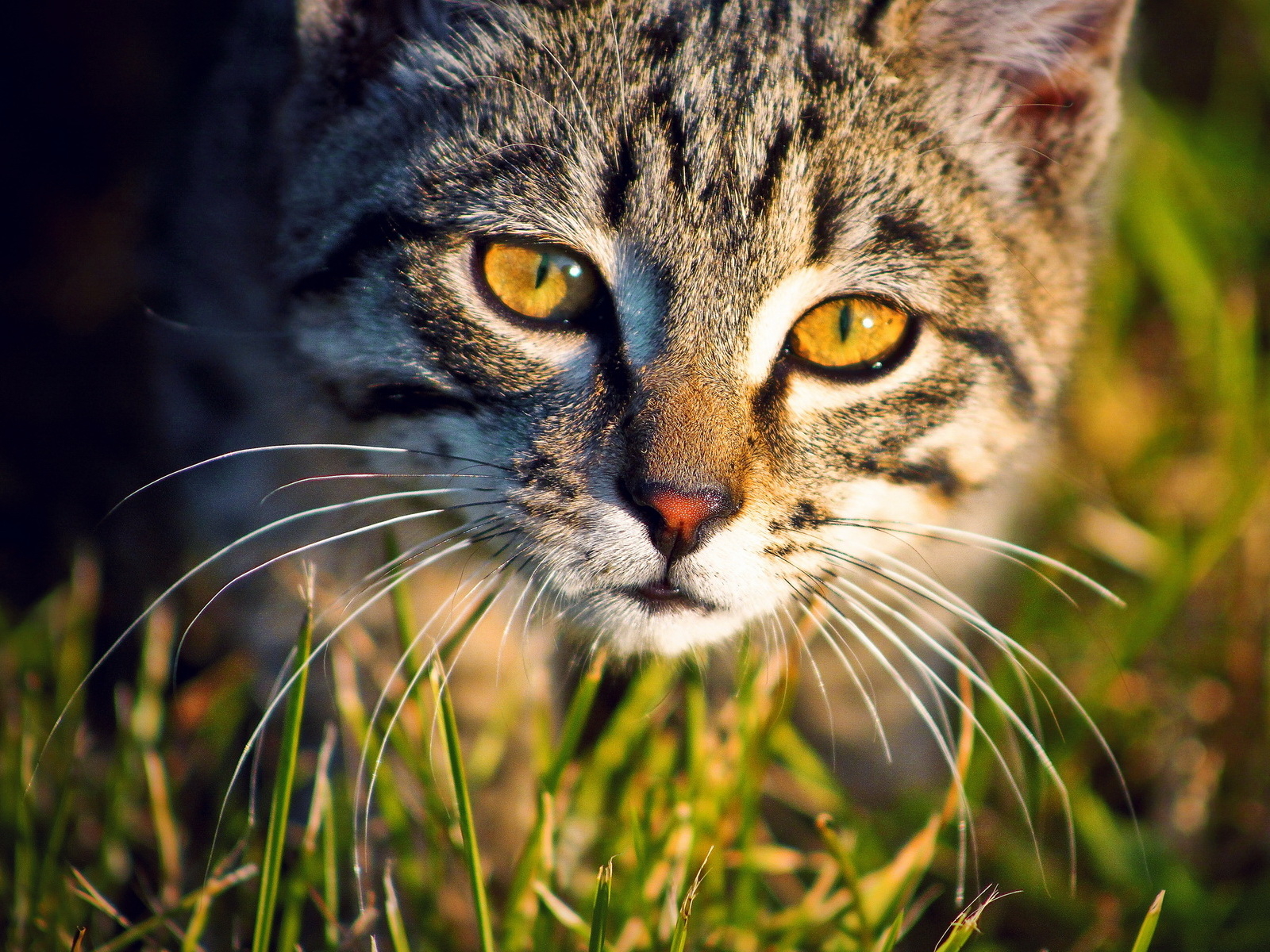 Кошка в траве