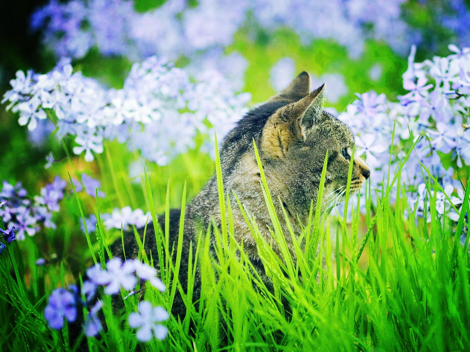 Кошка в траве