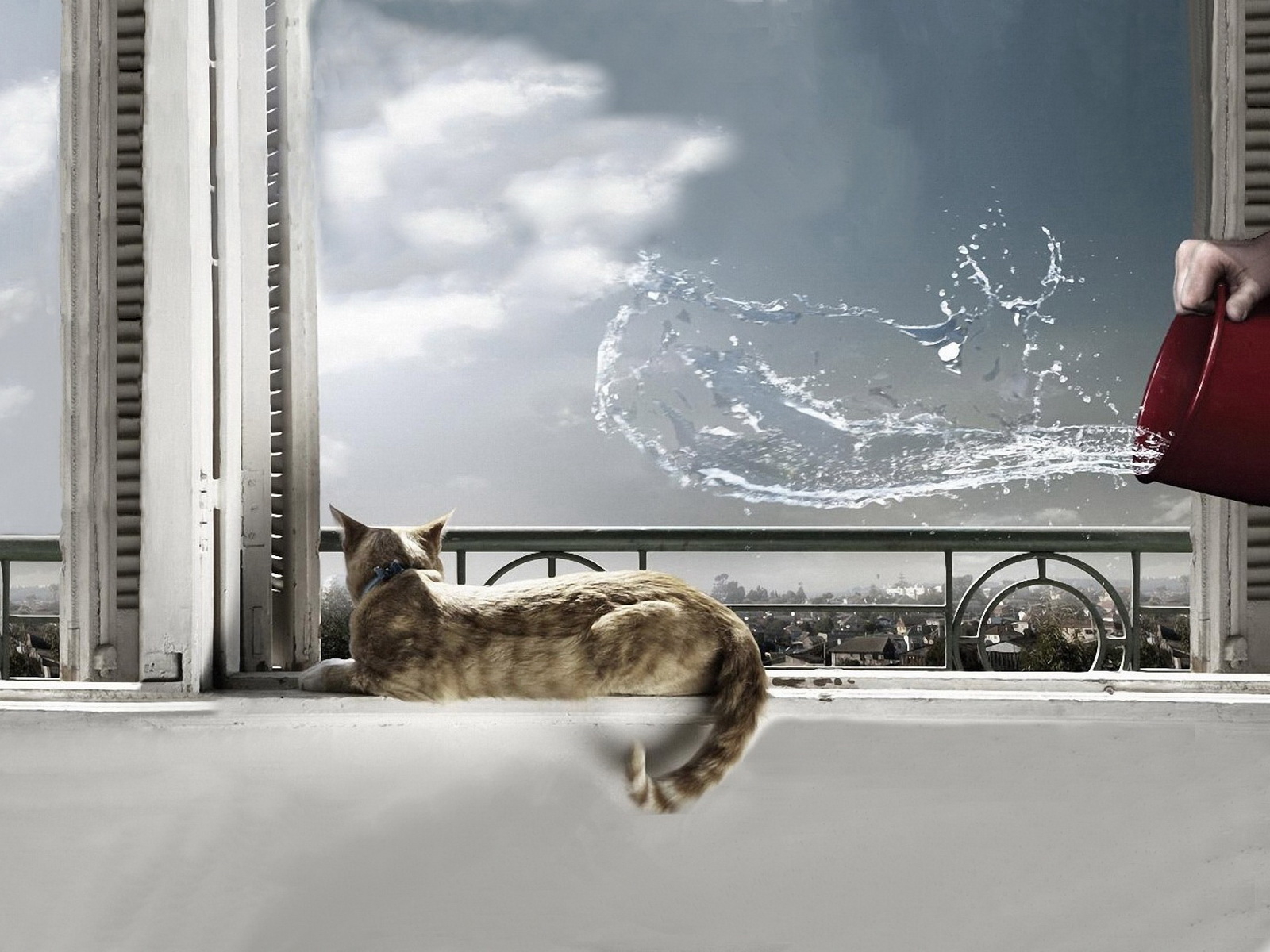 Кот на окне