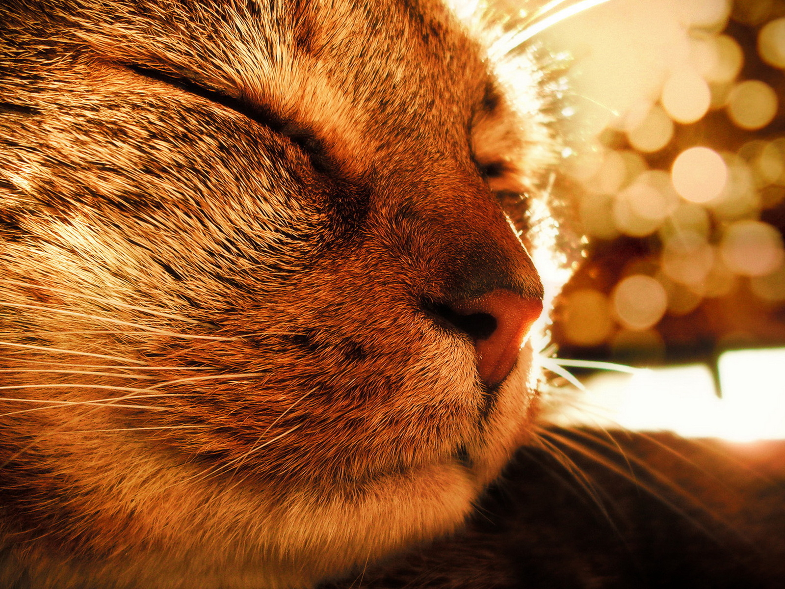 Довольная кошка