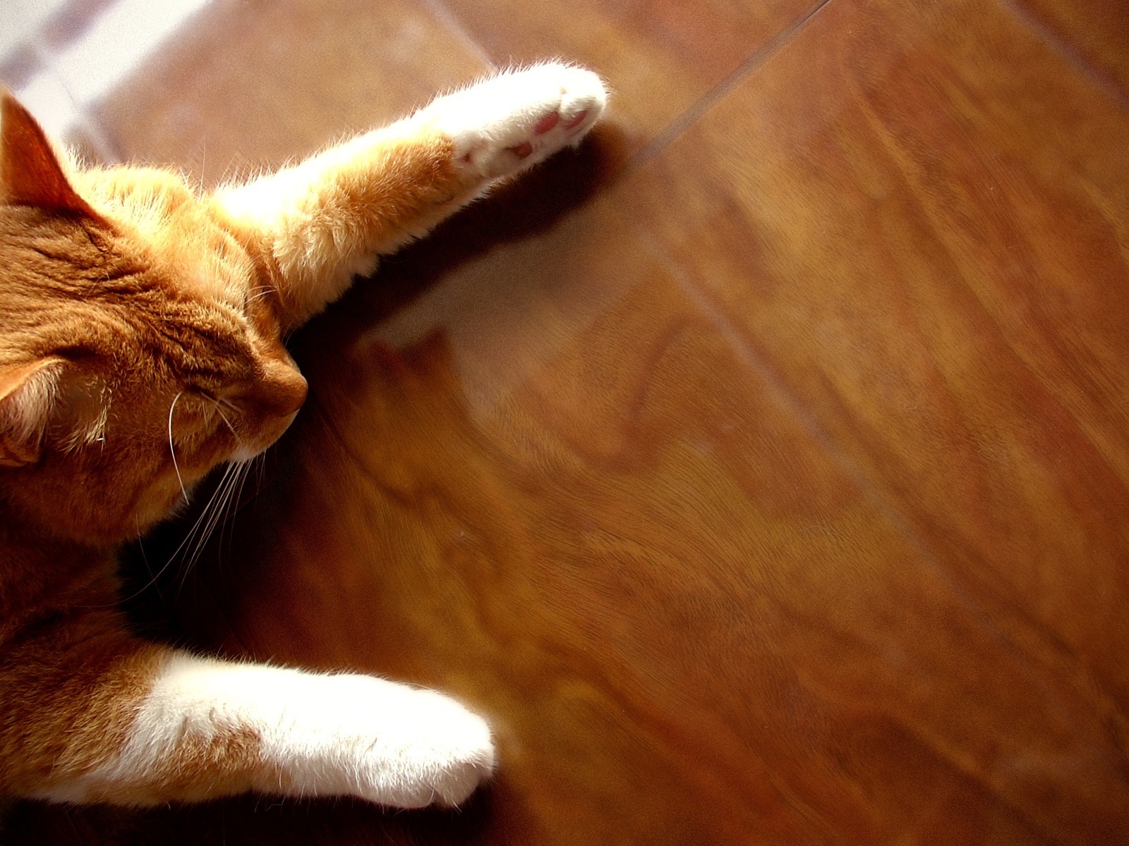 Рыжий кот на полу