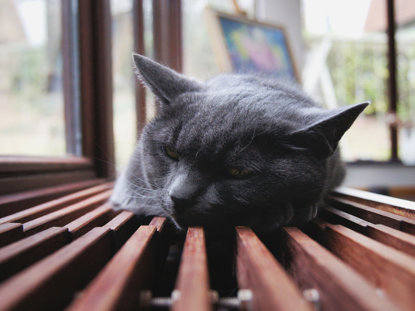 Отдыхающий кот