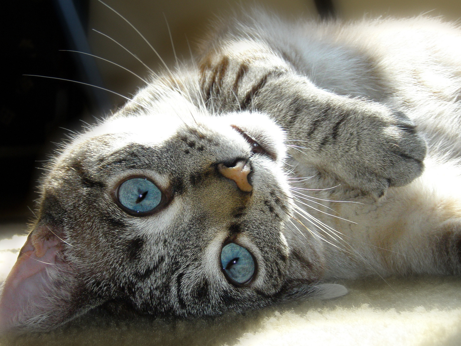 Валяющаяся кошка